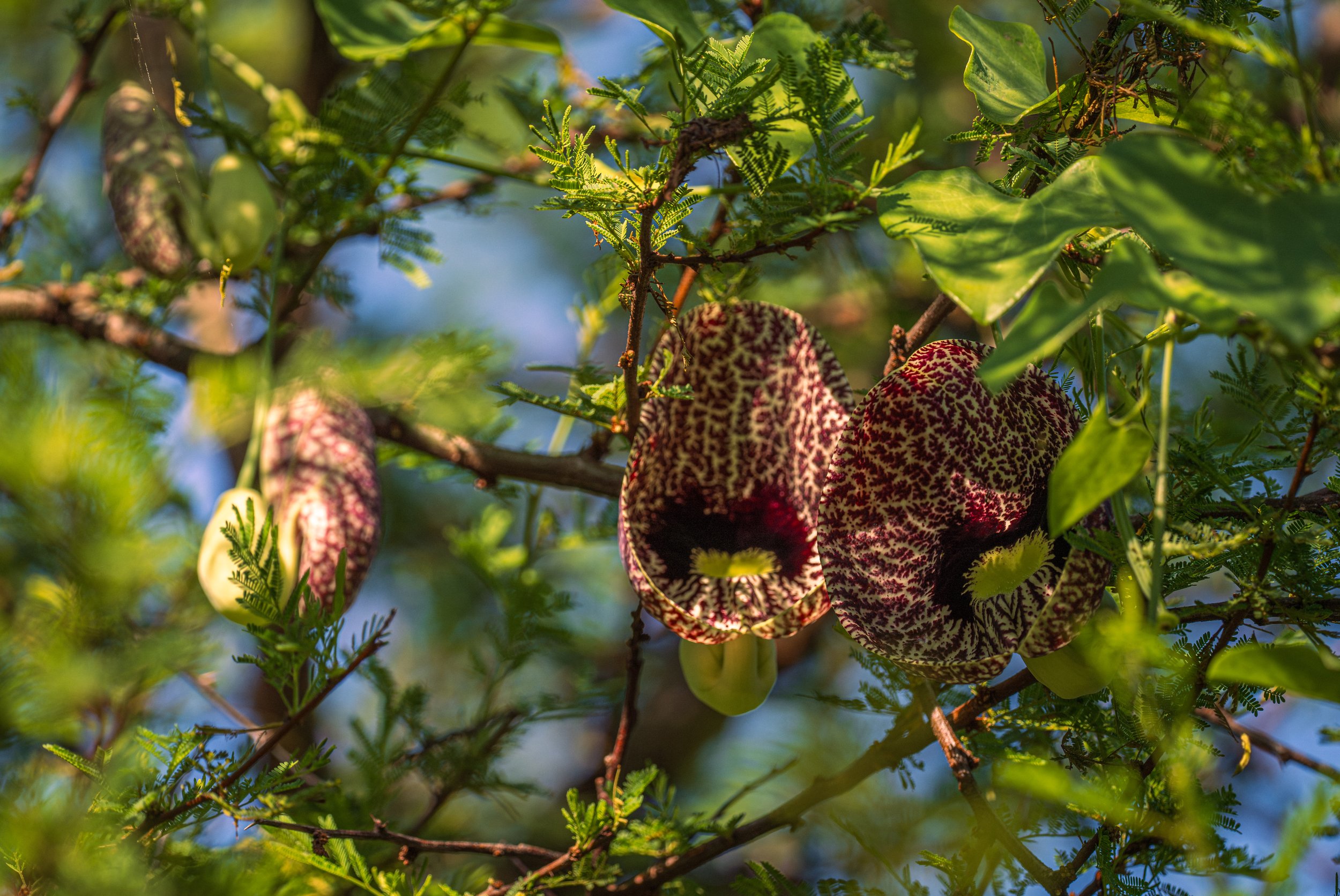  This is known as both the calico flower and the elegant Dutchman’s pipe (photo/Jason Rafal) 