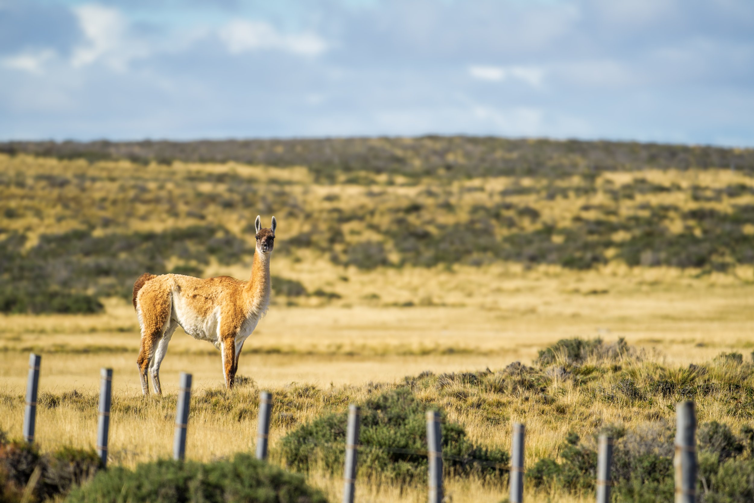  A guanaco observes us from afar (photo/Jason Rafal) 