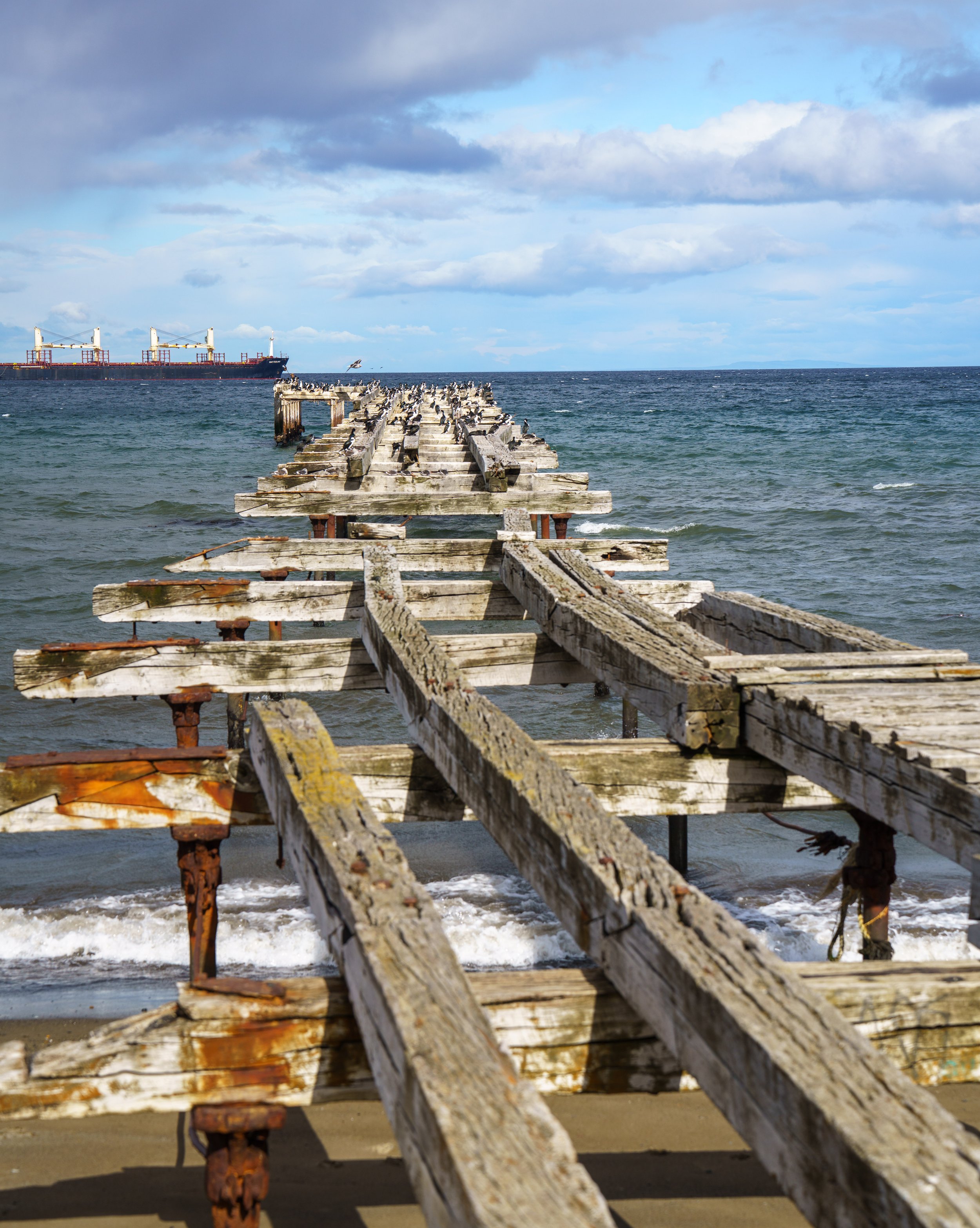  Old docks were very popular with gulls and cormorants (photo/Jason Rafal) 