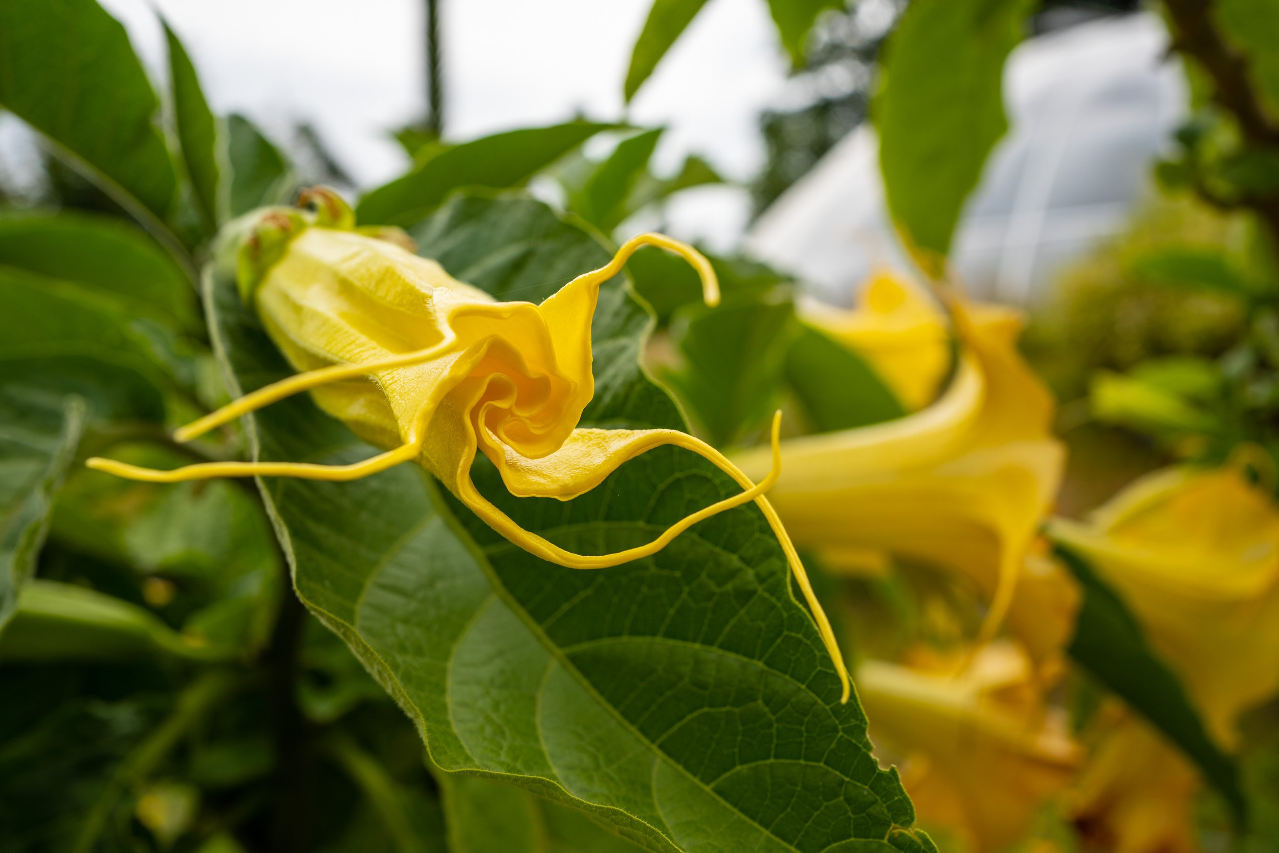 One of my favorite plants, the South American Brugmansia suaveolens (photo/Jason Rafal)