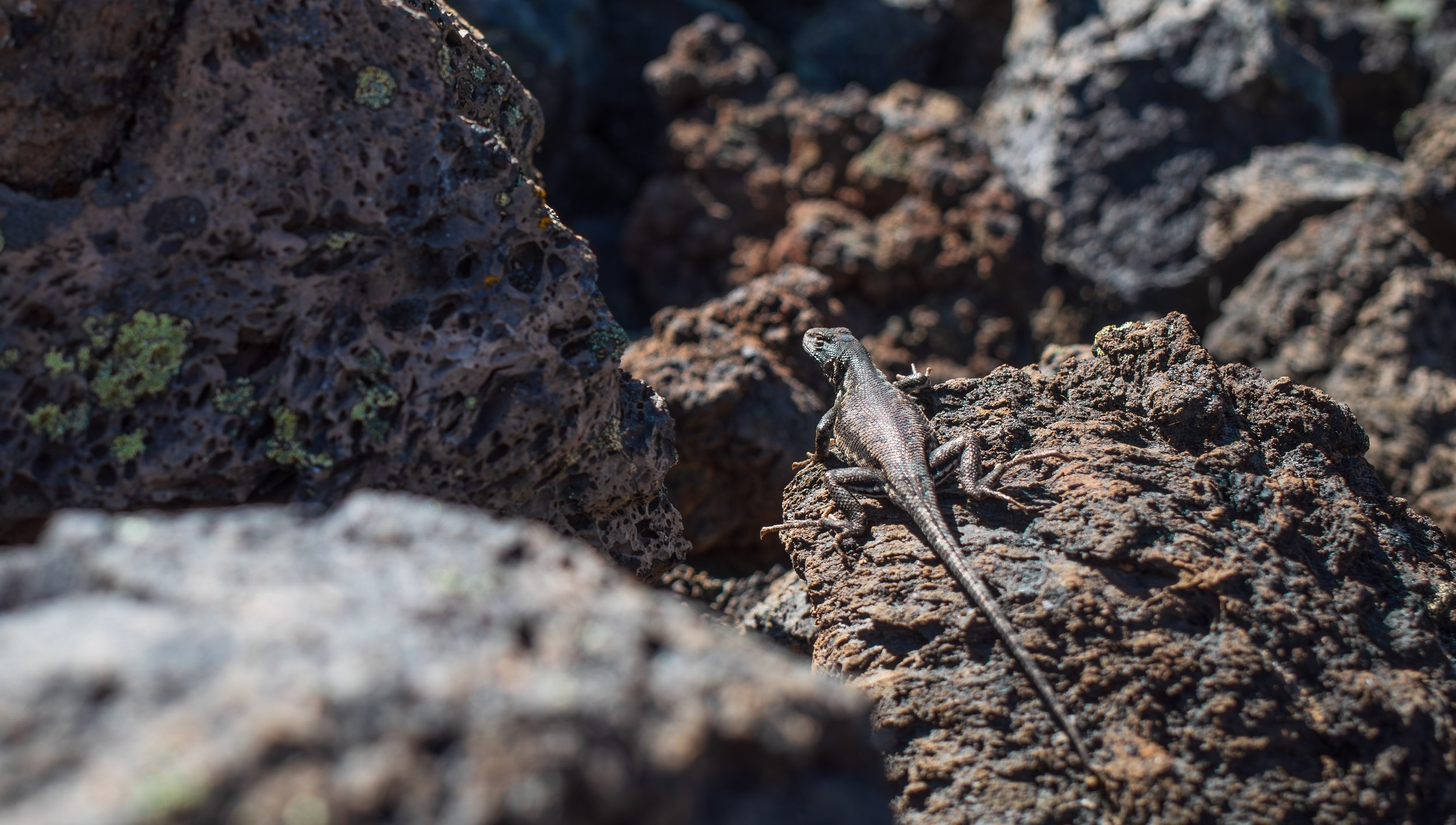  A little black lava lizard (photo/Jason Rafal) 