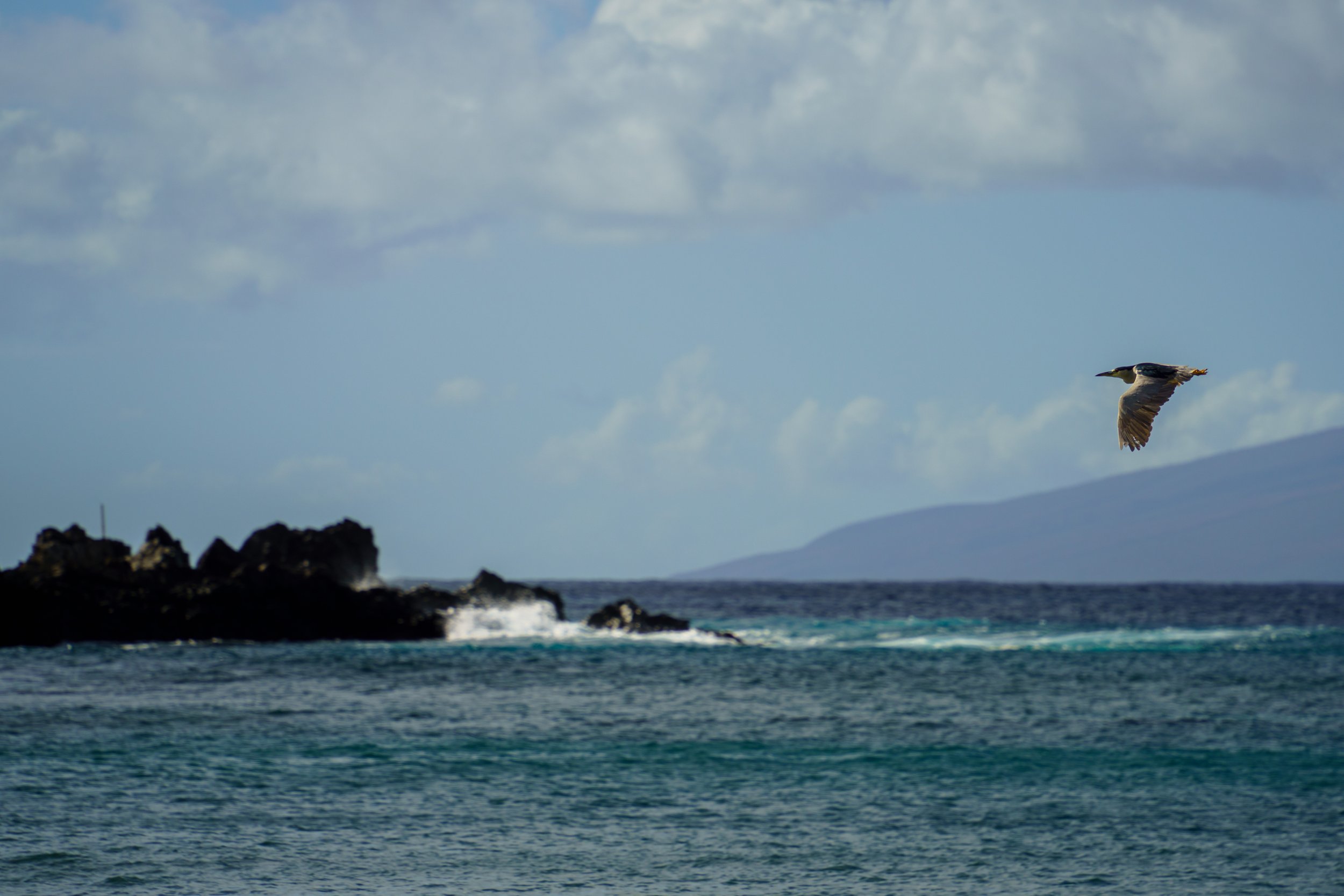  A heron flies over the ocean (photo/Jason Rafal) 