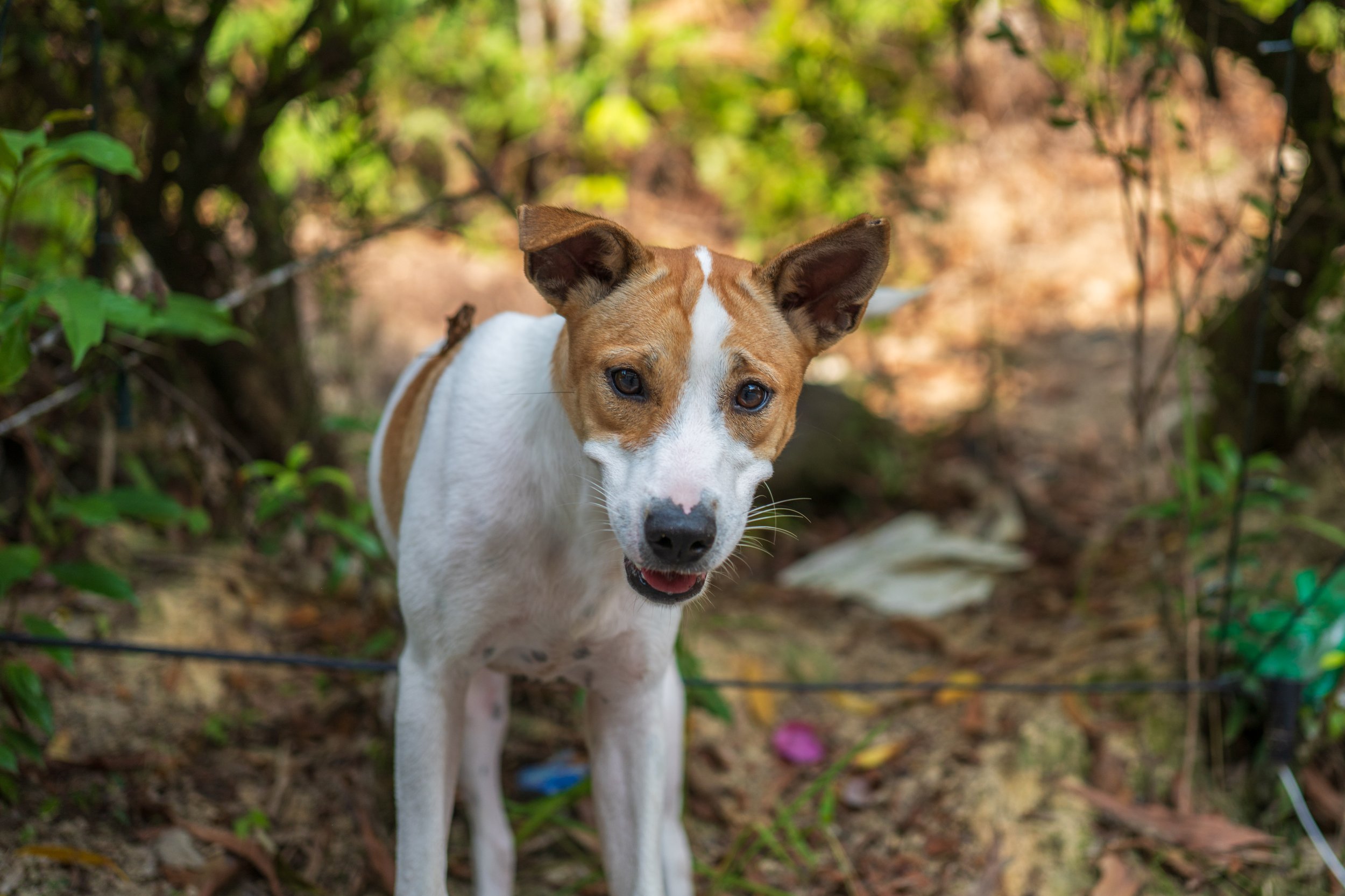 An adorable young brown and white dog.