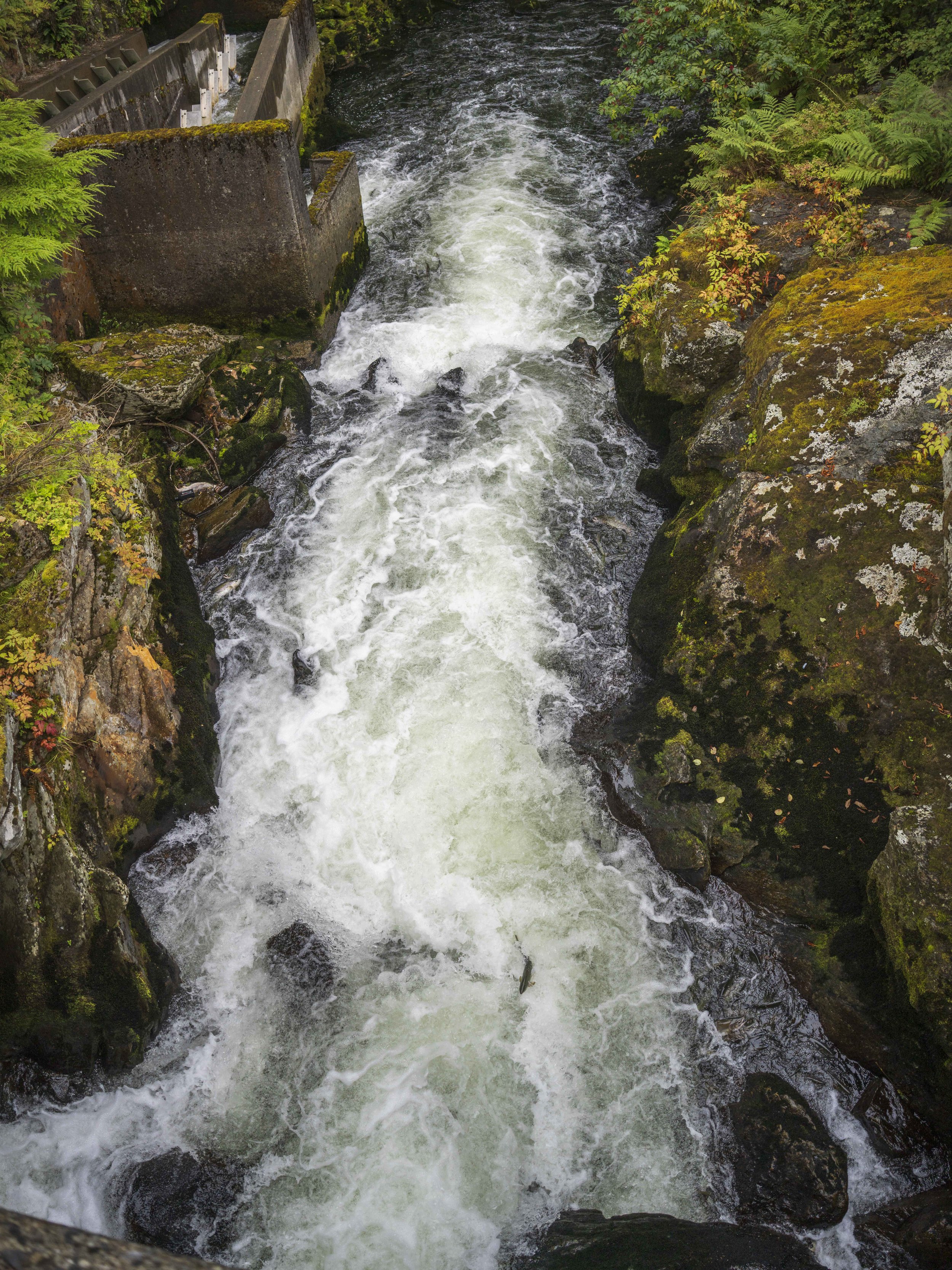 Looking down at a salmon jumping up a river.