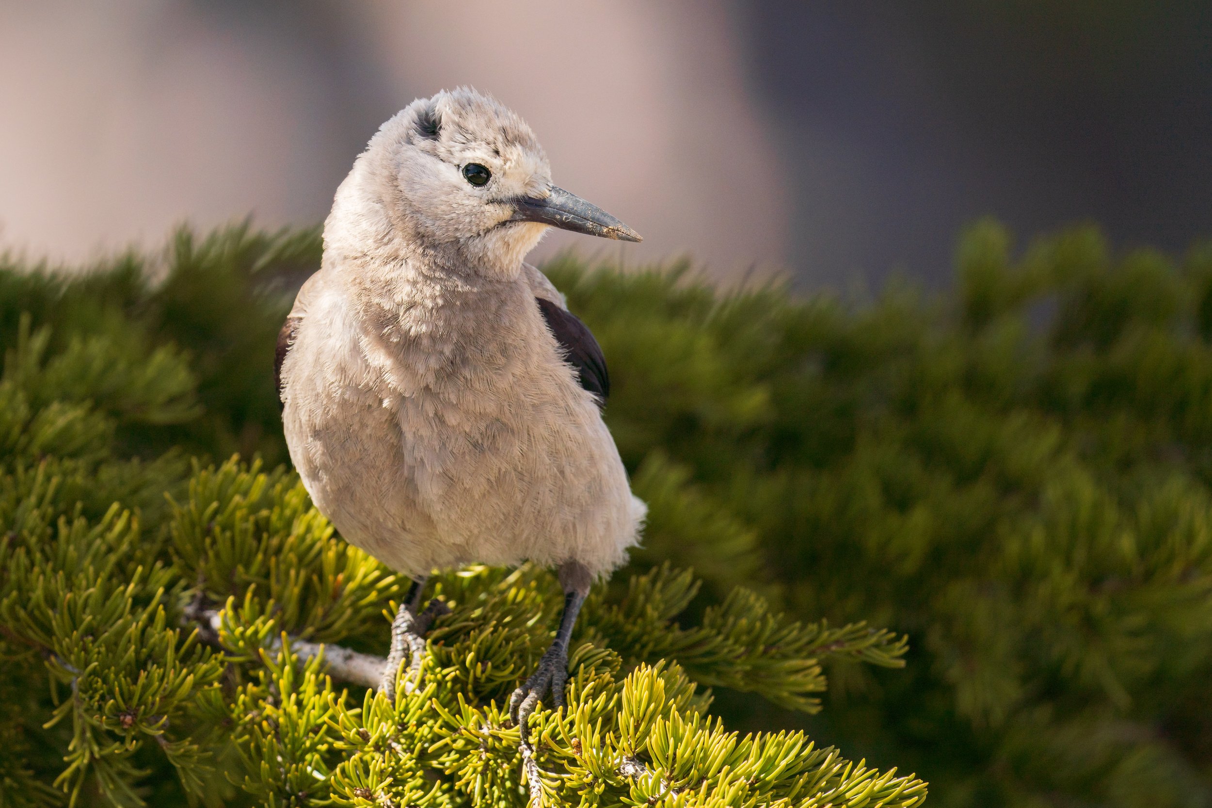  The nutcrackers, while larger than I expected, were adorable and fluffy (photo/Jason Rafal) 