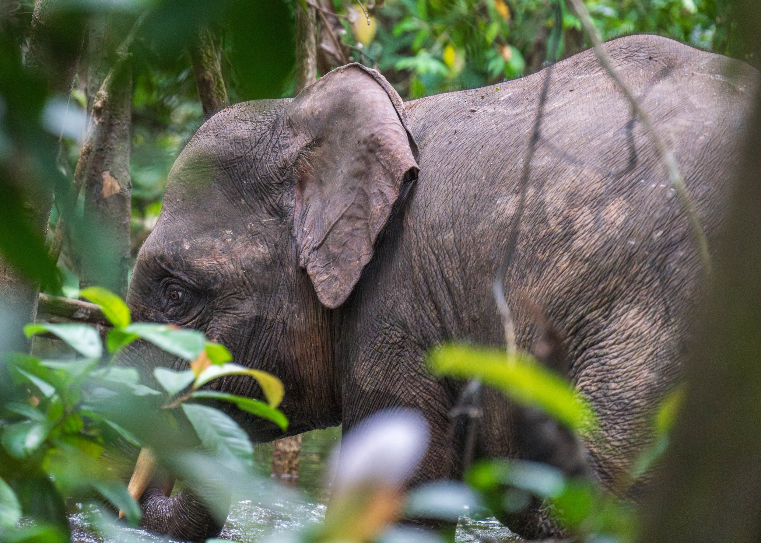 A small elephant through the leaves.