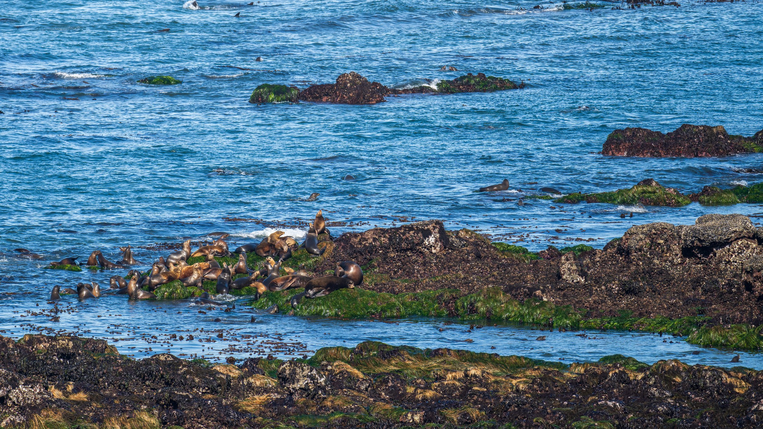  Lots of sea lions playing and lounging (photo/Jason Rafal) 