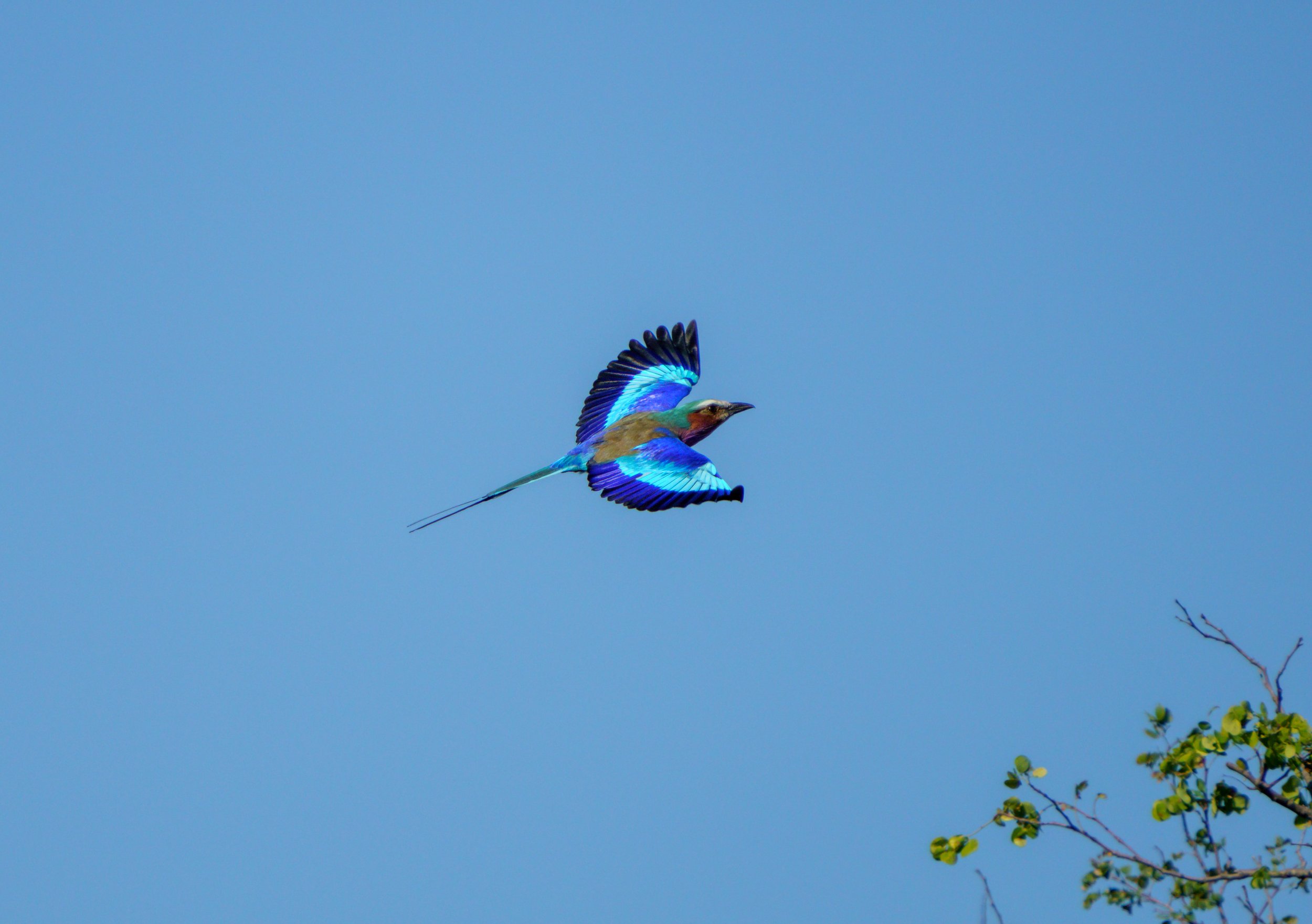 A lilac-breasted roller in flight (photo/Jason Rafal)