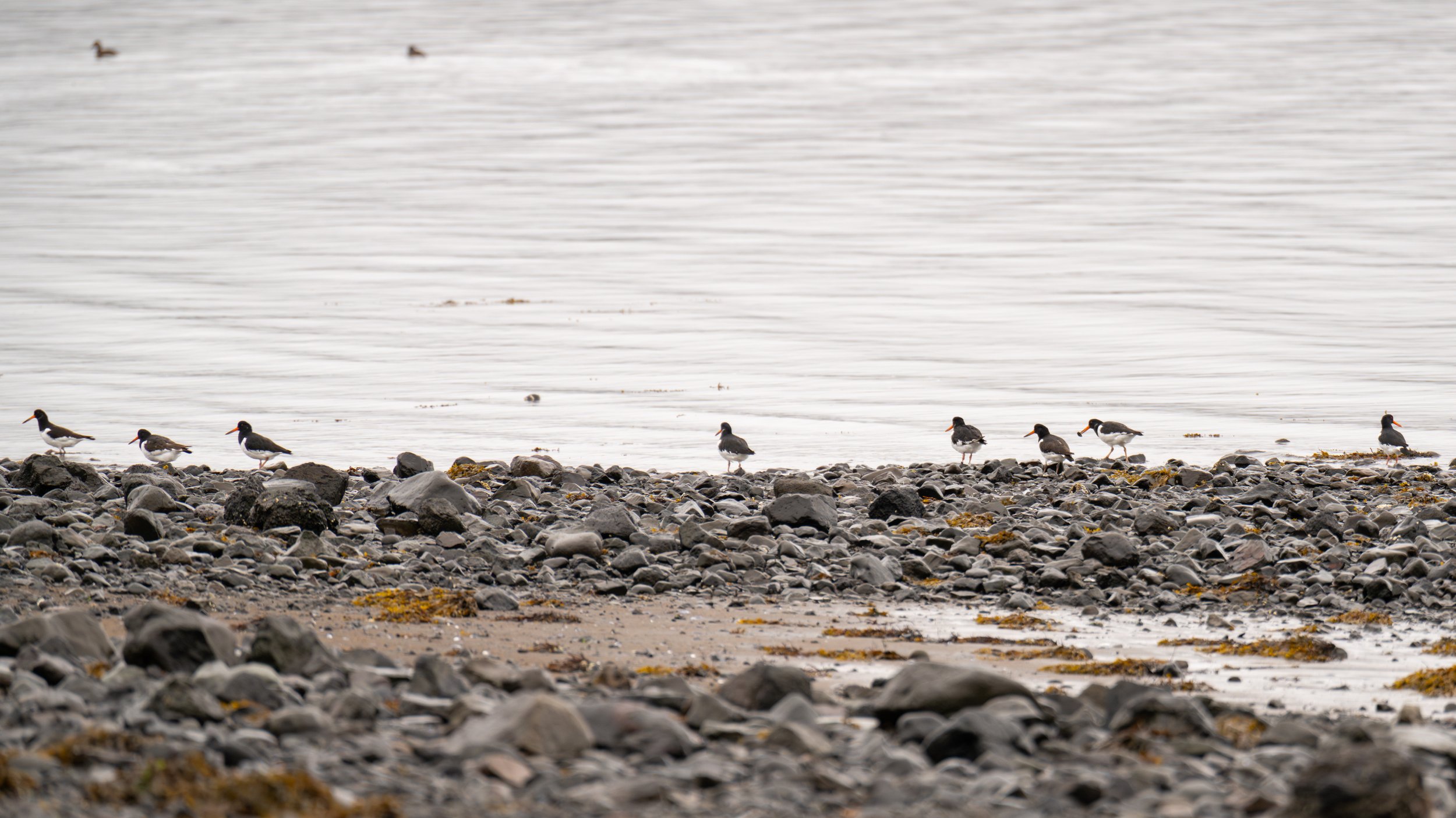  Eurasian oystercatchers on the beach (photo/Jason Rafal) 