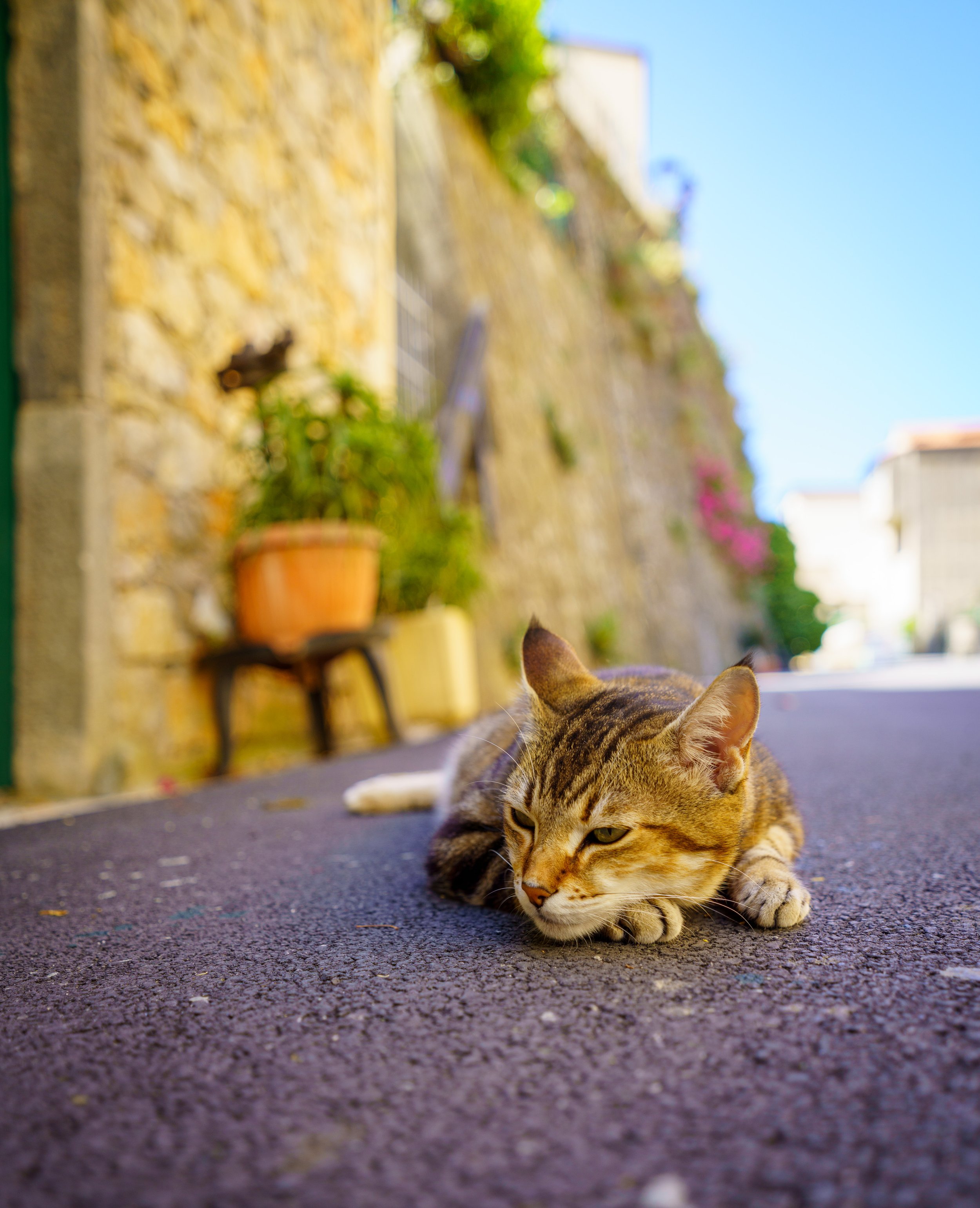  A cat lounging in the town (photo/Jason Rafal) 
