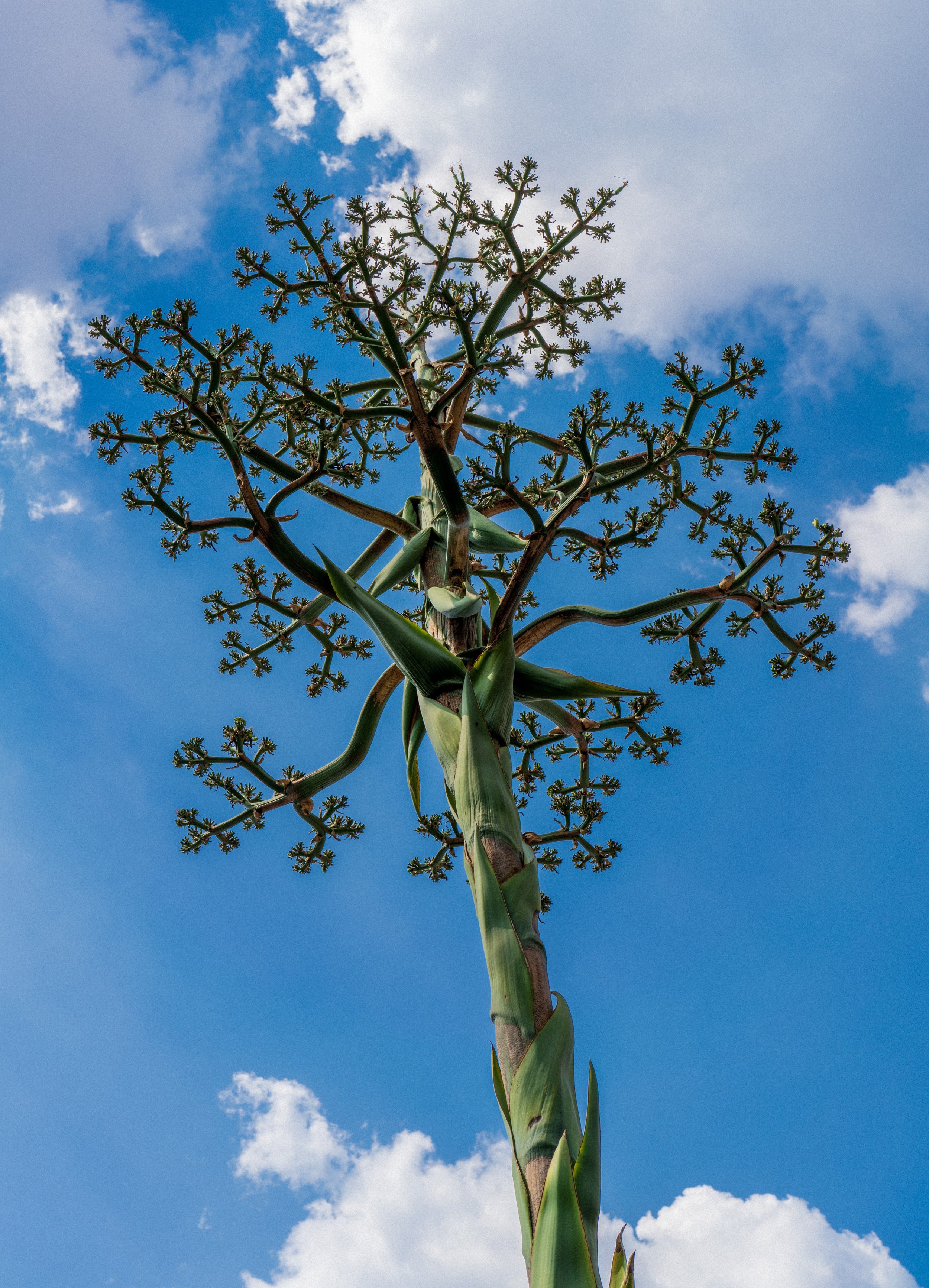 A very cool tree in the ruins (photo/Jason Rafal)