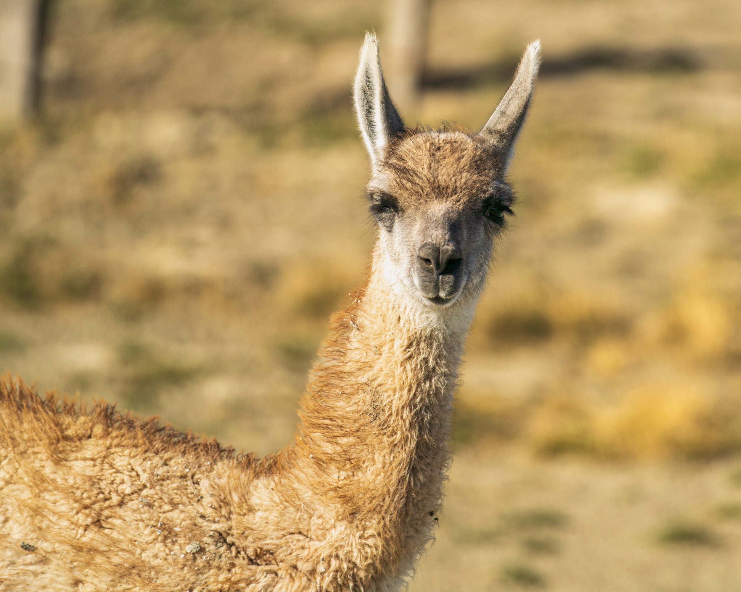  Guanaco wink (photo/Jason Rafal) 