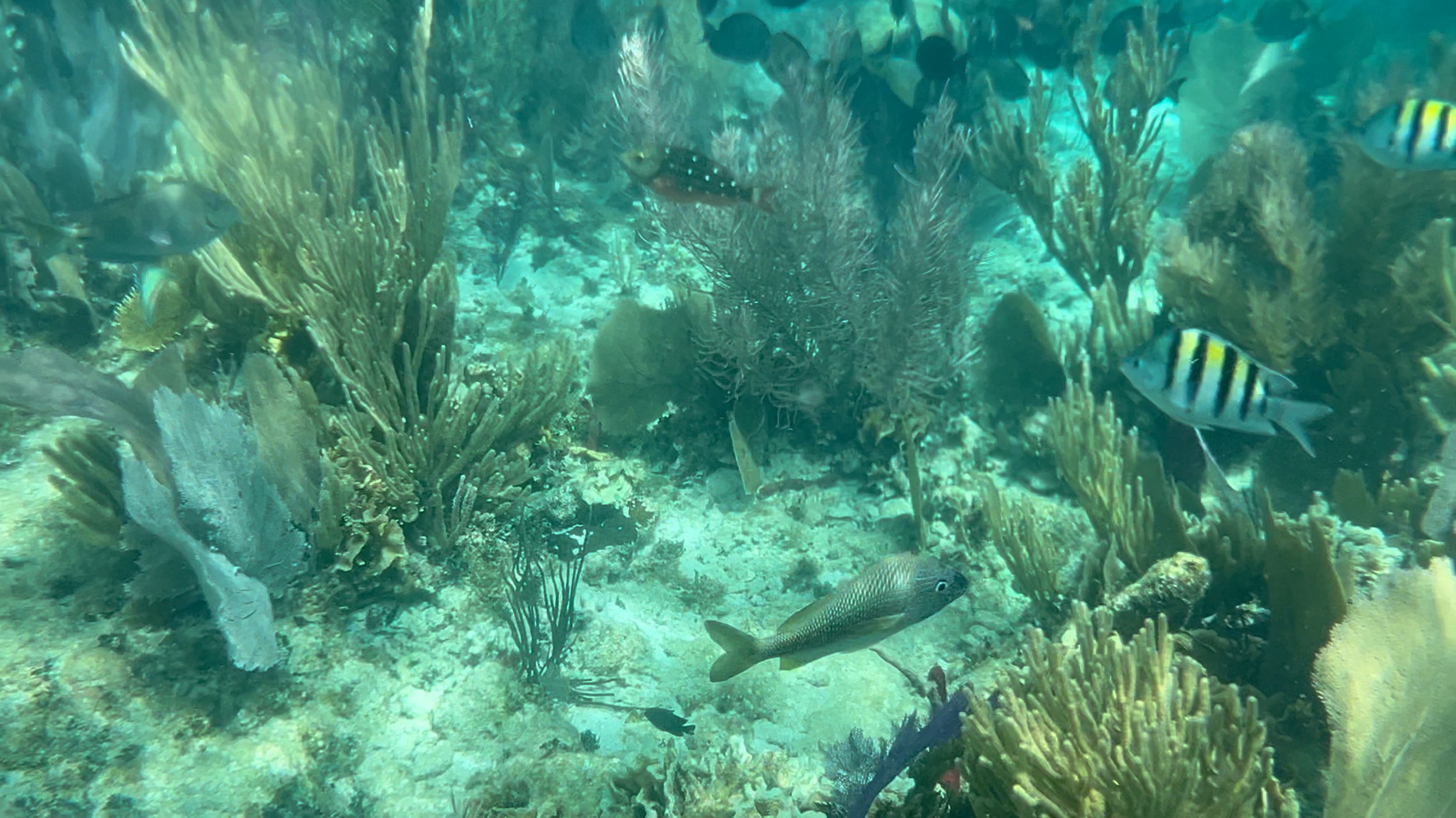  Some of the coral and fish we saw while snorkeling (photo/Jason Rafal) 