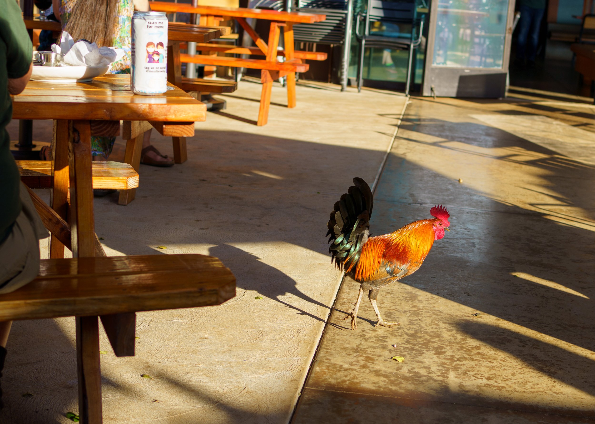  A rooster slowly circles us at Maui Brewing (photo/Jason Rafal) 