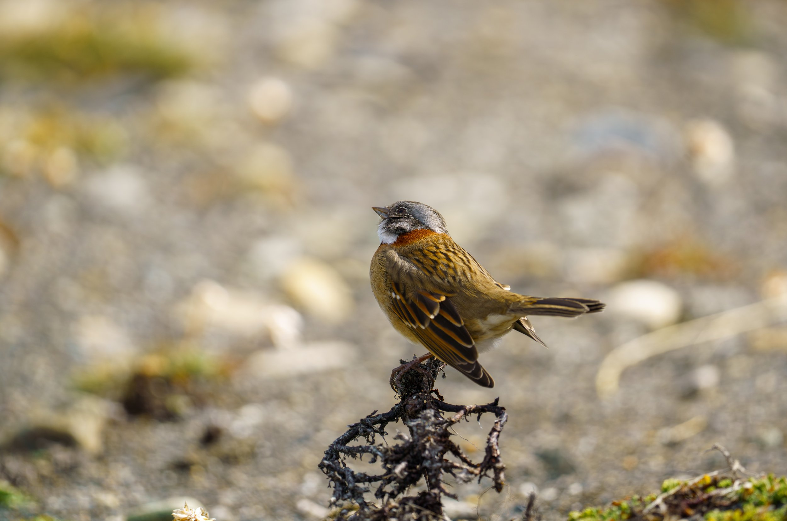  A rufous-collared sparrow peering up at something (photo/Jason Rafal) 
