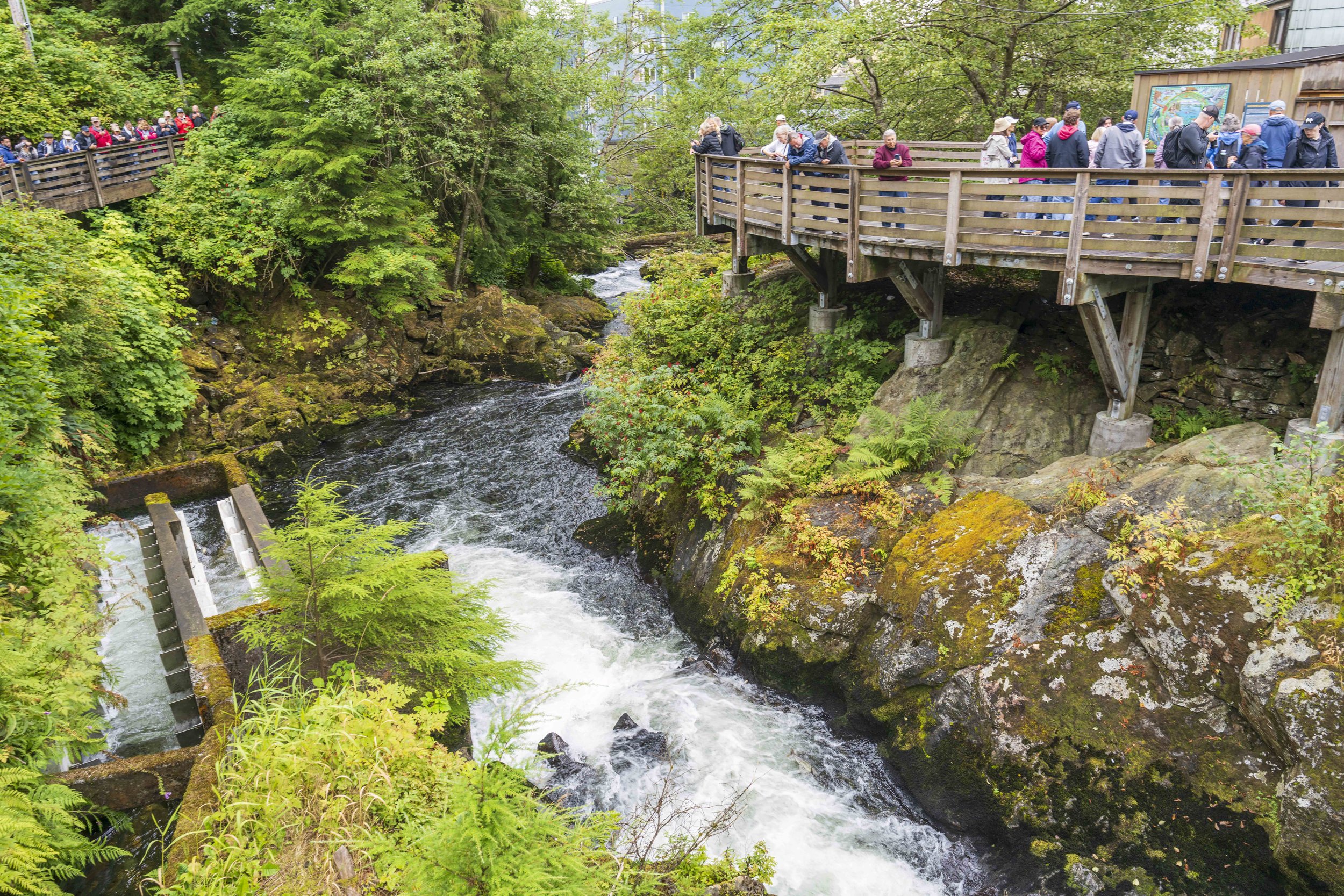 People looking down into a river from boardwalks.