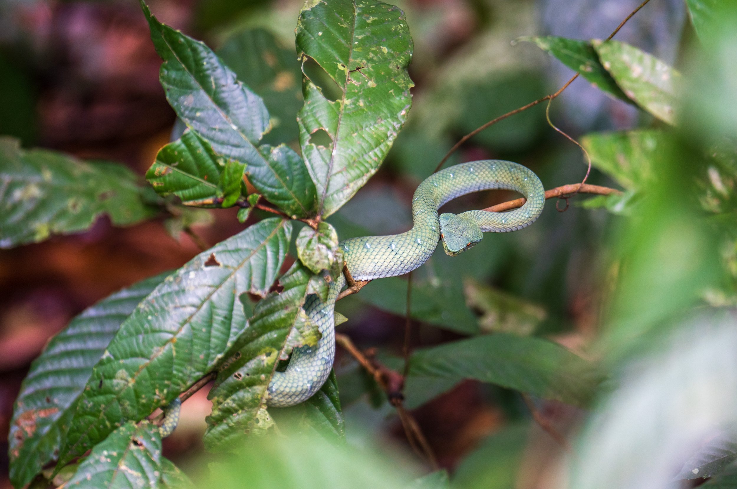 A bright green snake with a diamond-shaped head.