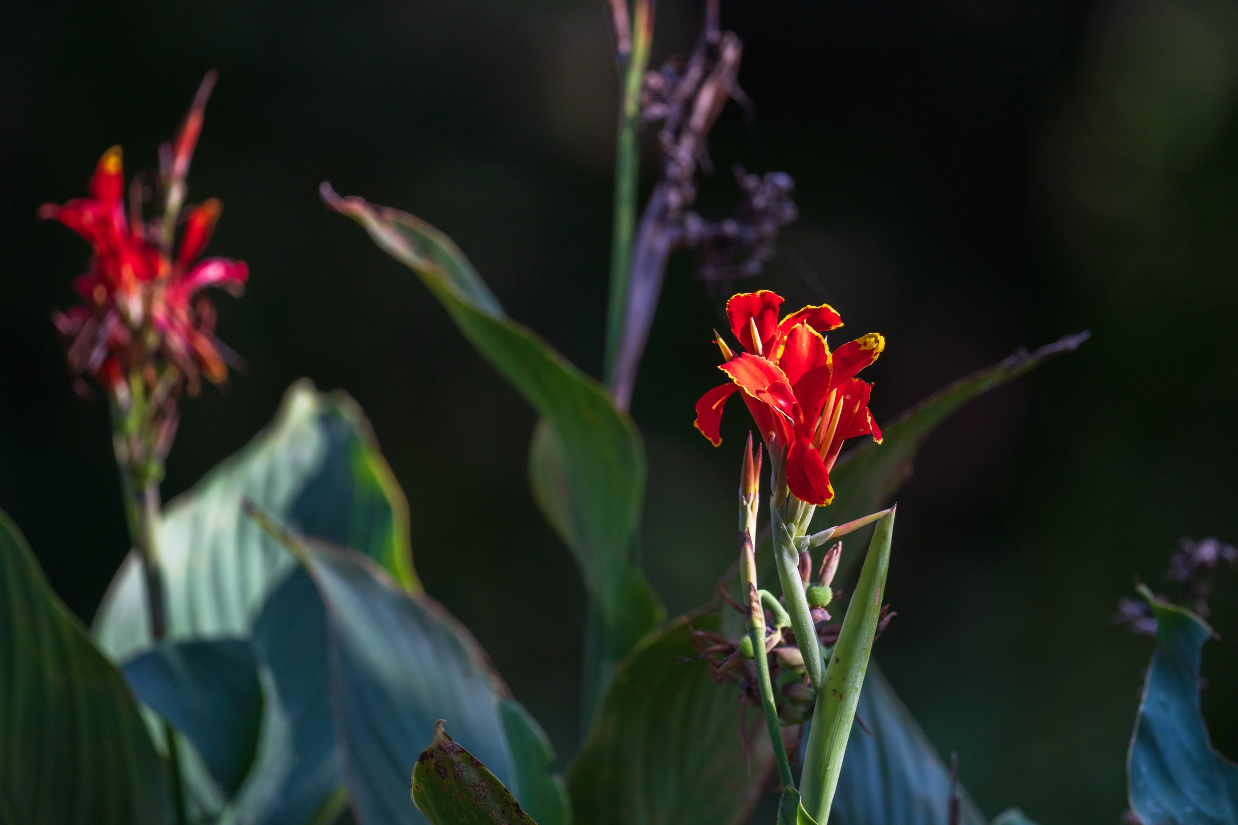  An Indian shot flower, or Canna indica (photo/Jason Rafal) 