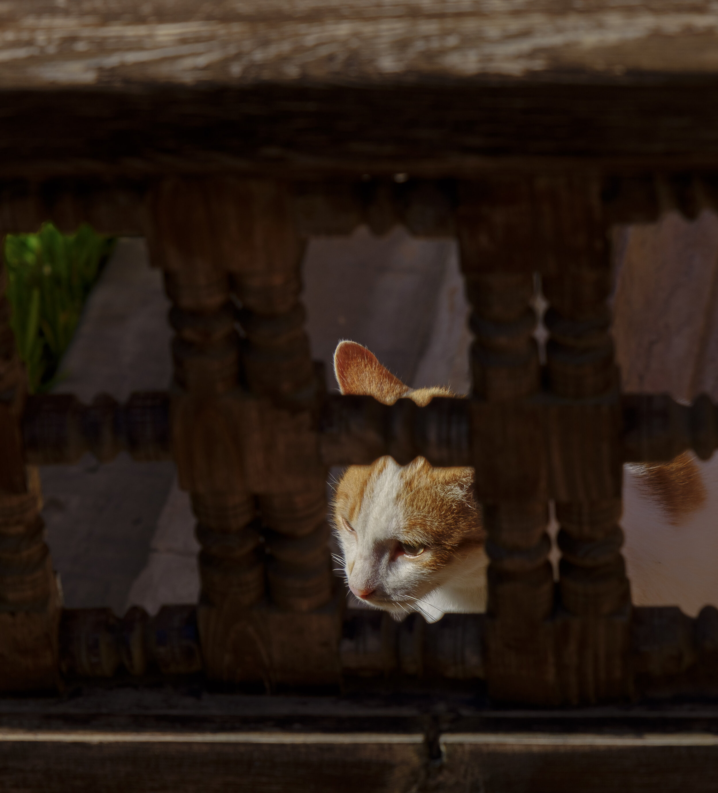  One of the tomb cats (Photo/Jason Rafal) 