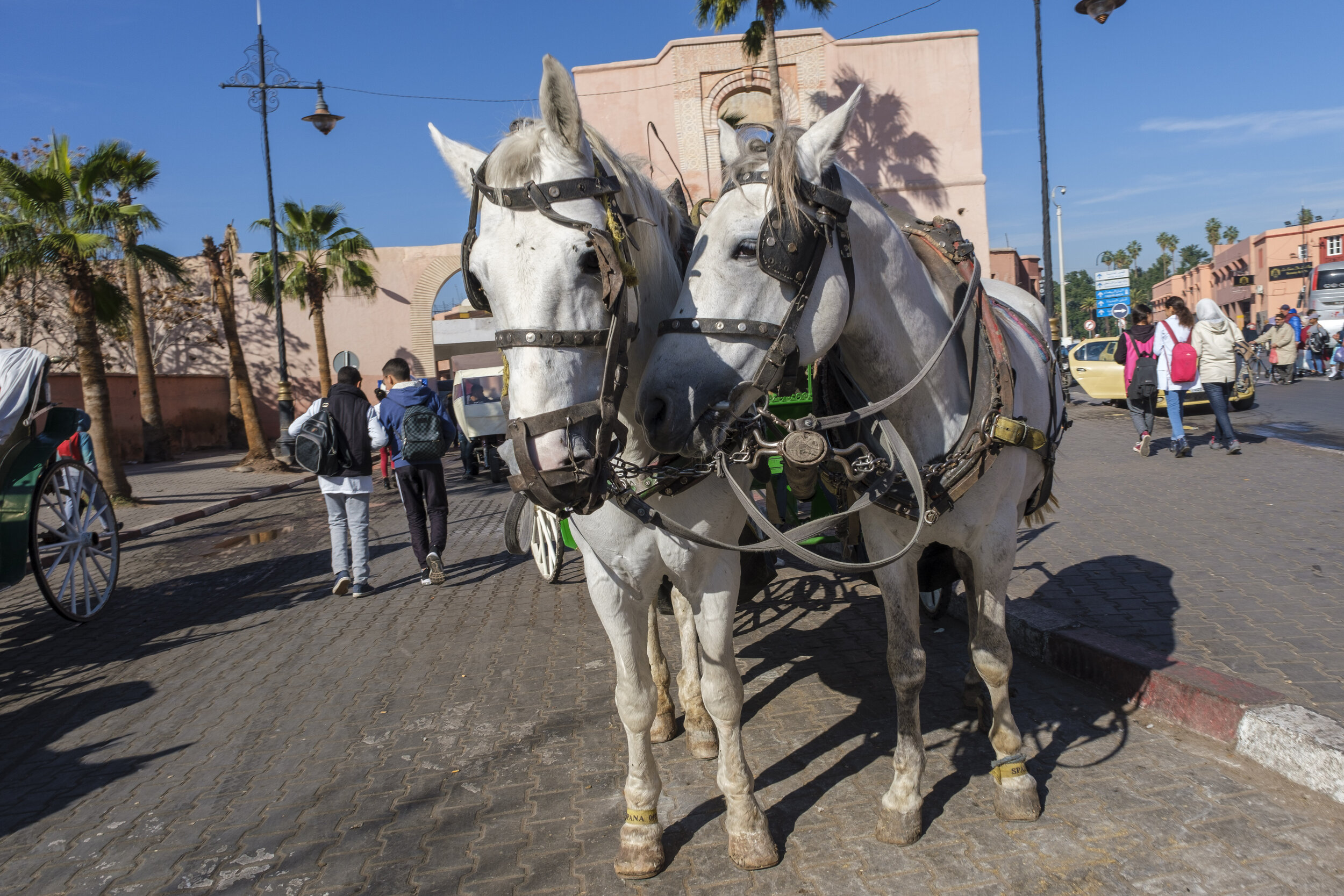  Horses and carriages on the street (Photo/Jason Rafal) 