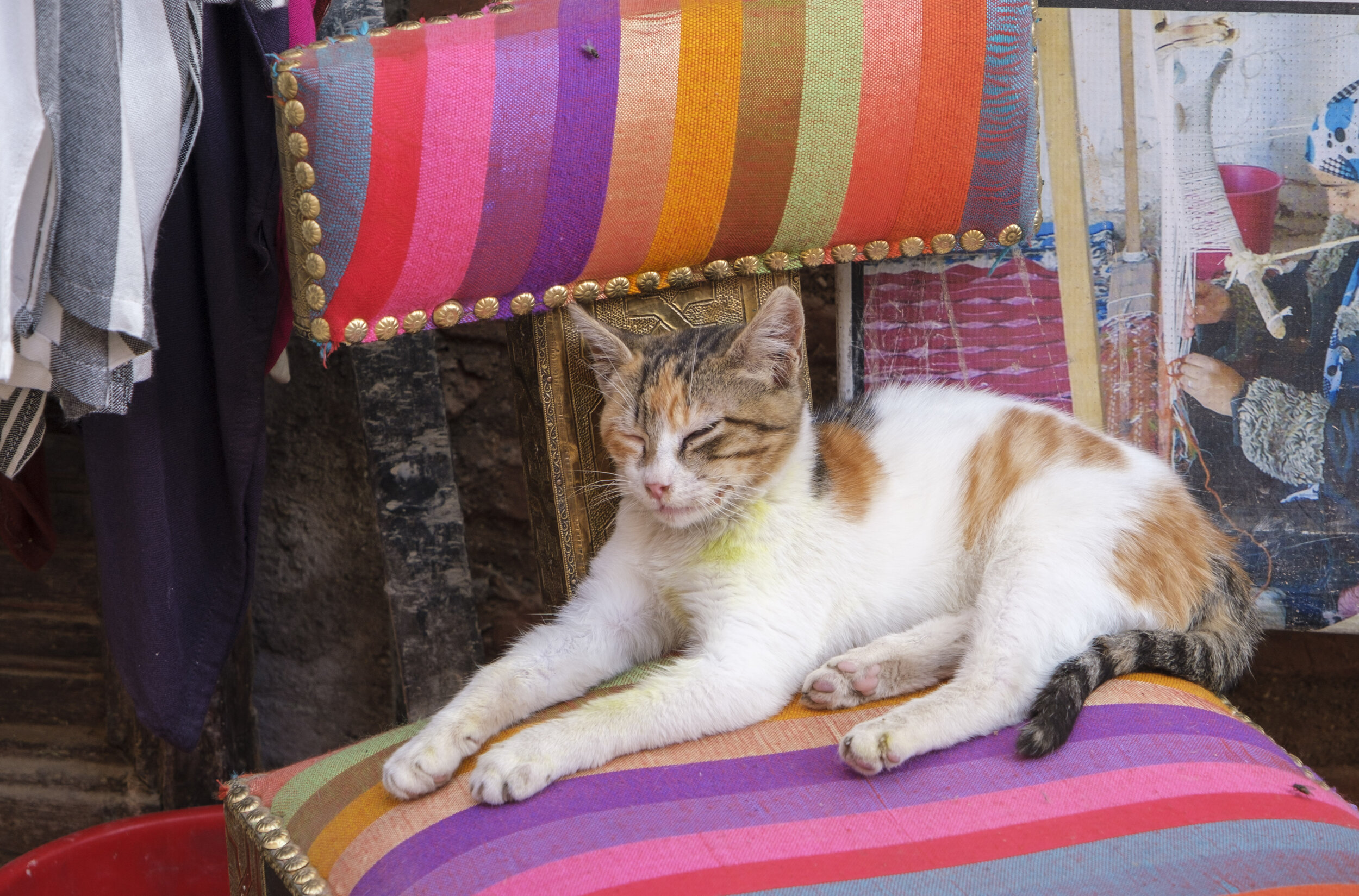  An adorable kitten lounging (Photo/Jason Rafal) 