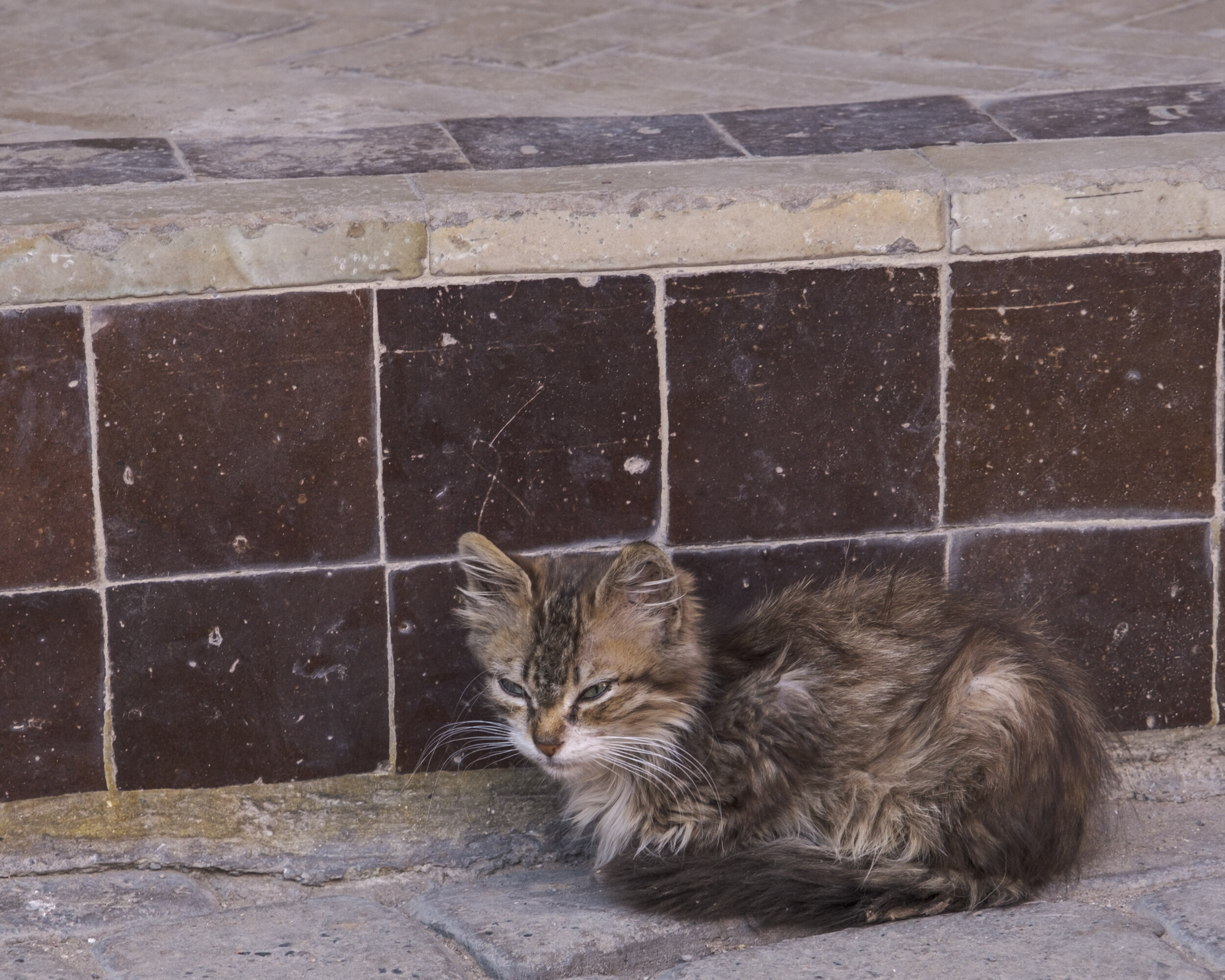  A fluffy kitten next to one of the walls (Photo/Jason Rafal) 