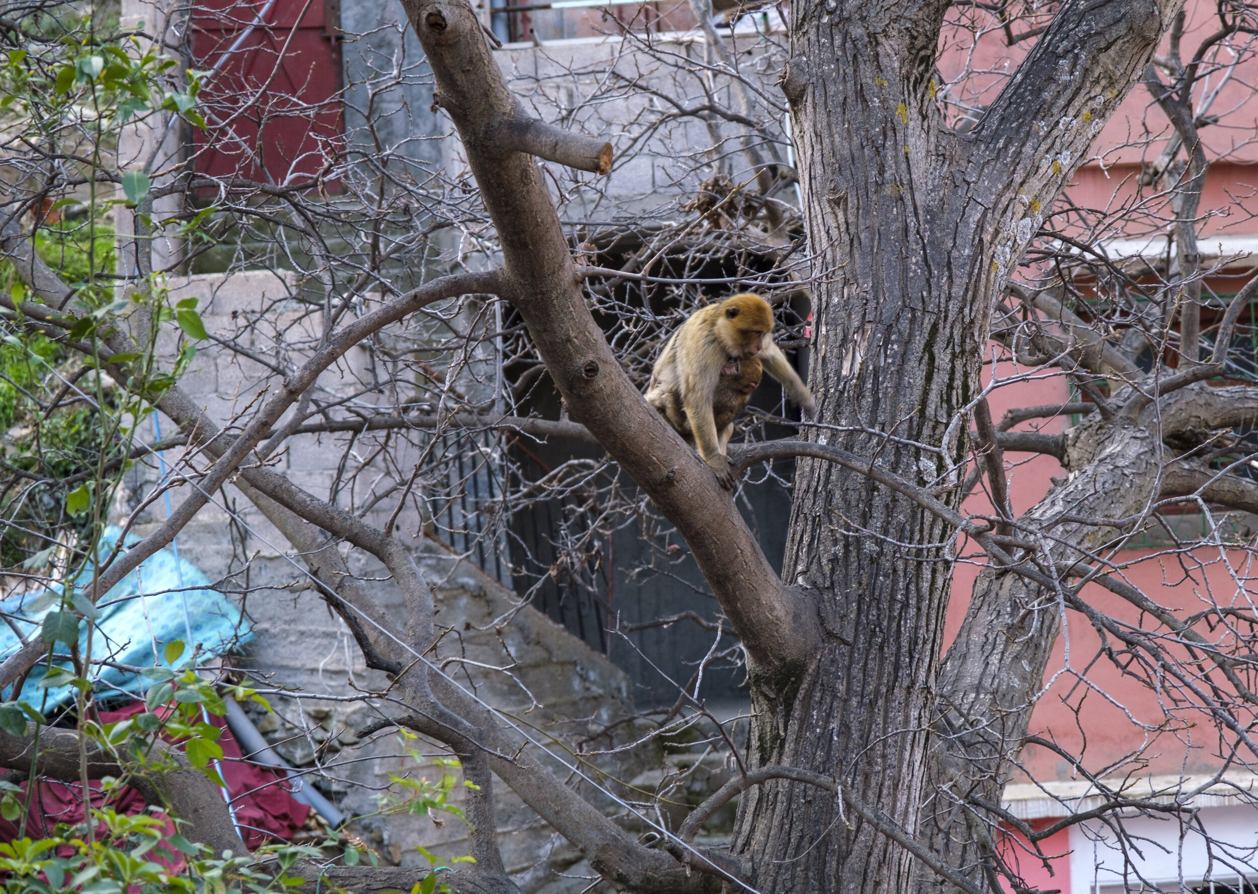  Monkeys on the way to the waterfall (Photo/Jason Rafal) 