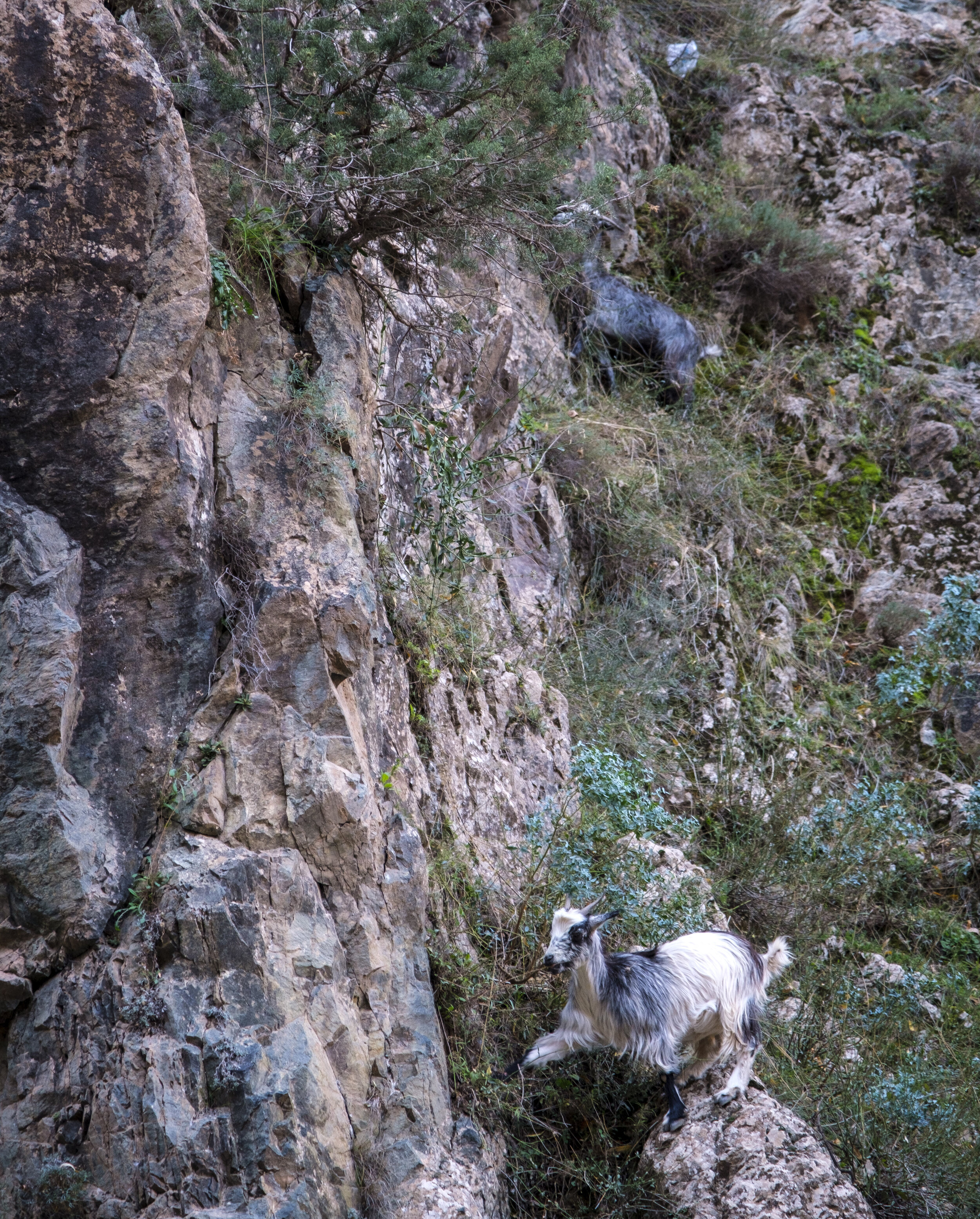  How many goats can you spot? (Photo/Jason Rafal) 