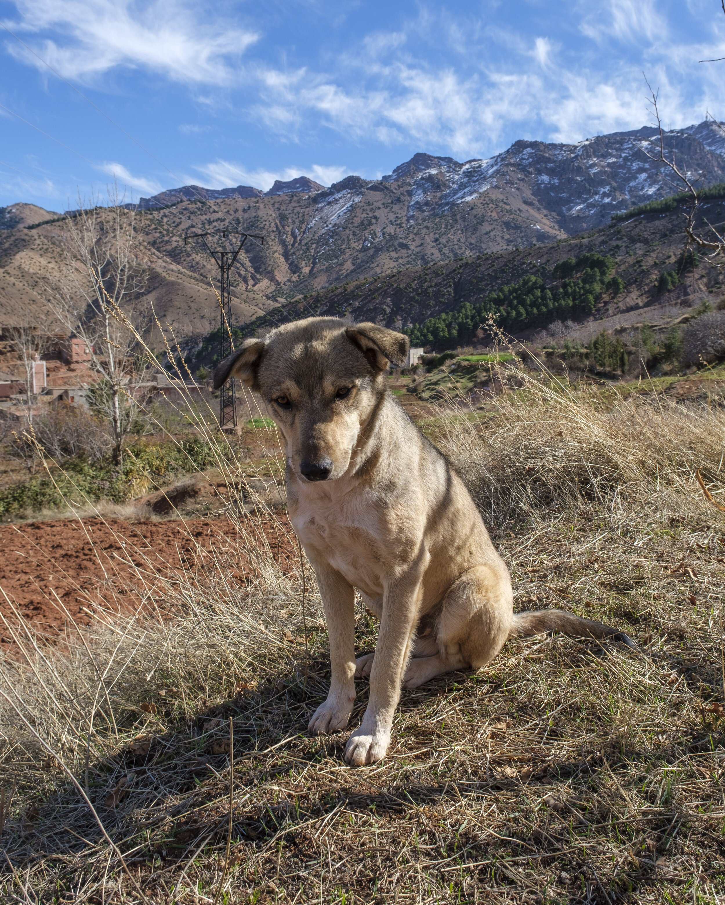  Our very attentive dog friend (Photo/Jason Rafal) 