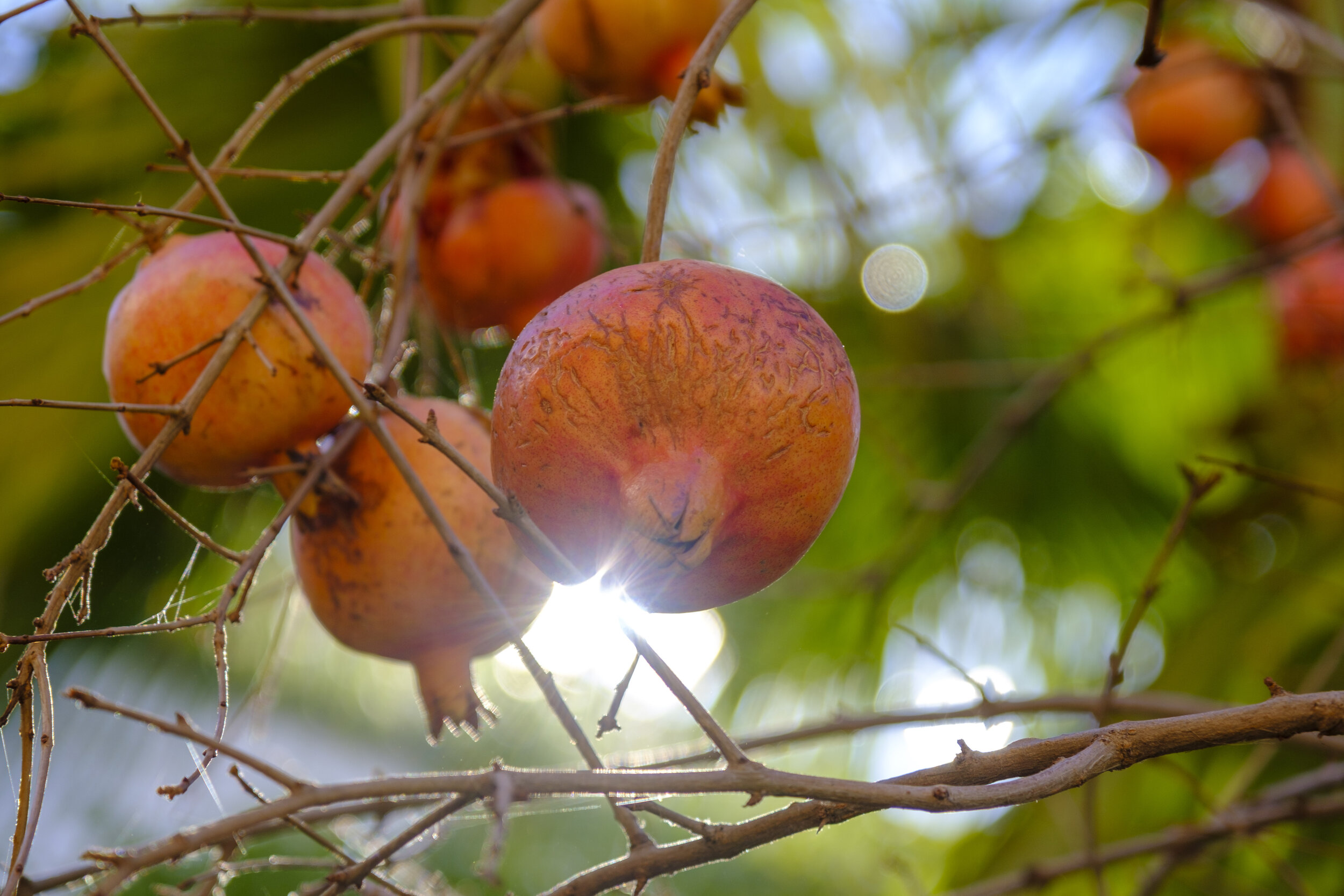  Pomegranates in the courtyard (Photo/Jason Rafal) 