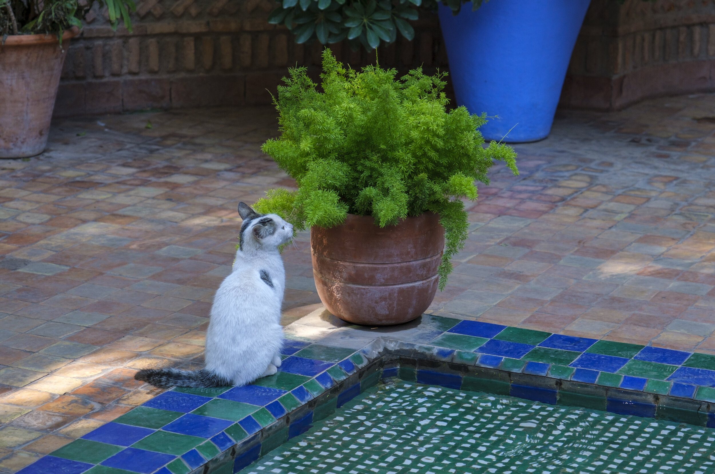  The welcoming cat (you knew there would be one) (Photo/Jason Rafal) 