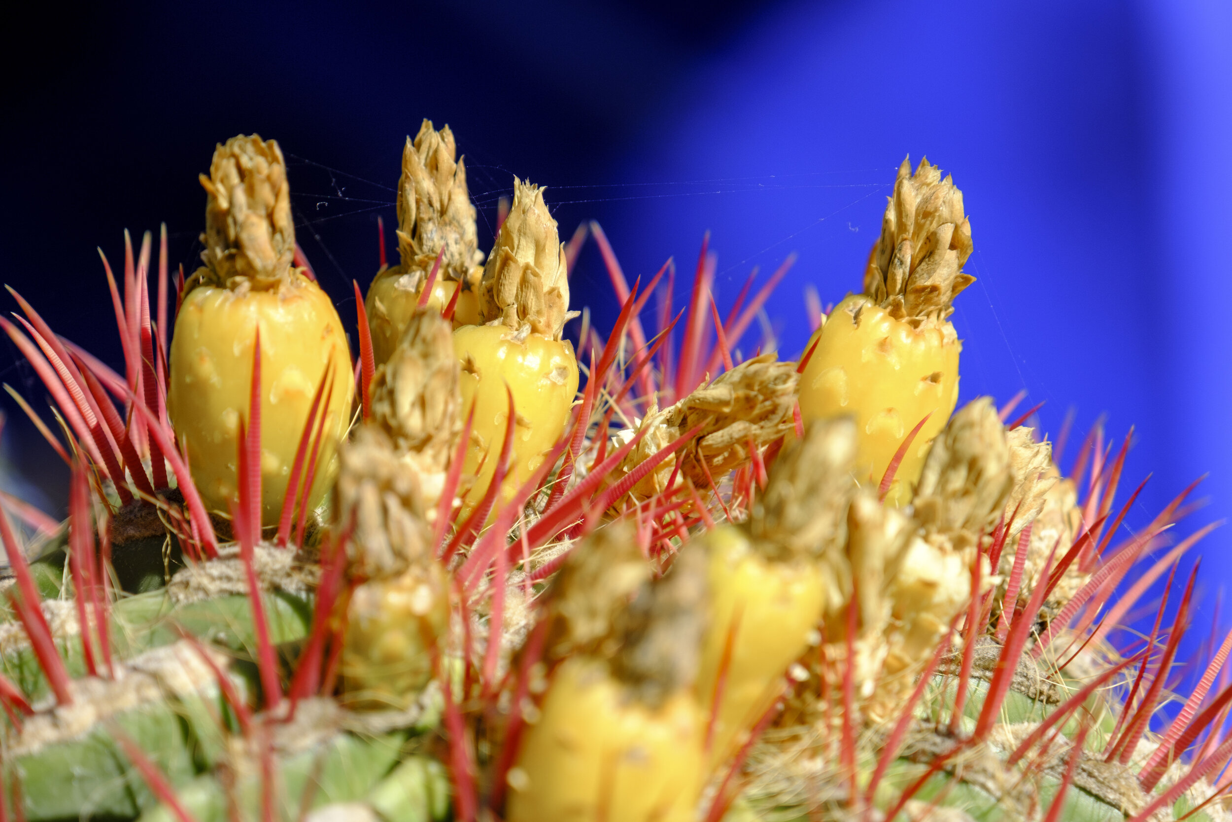  Cactus fruit (Photo/Jason Rafal) 