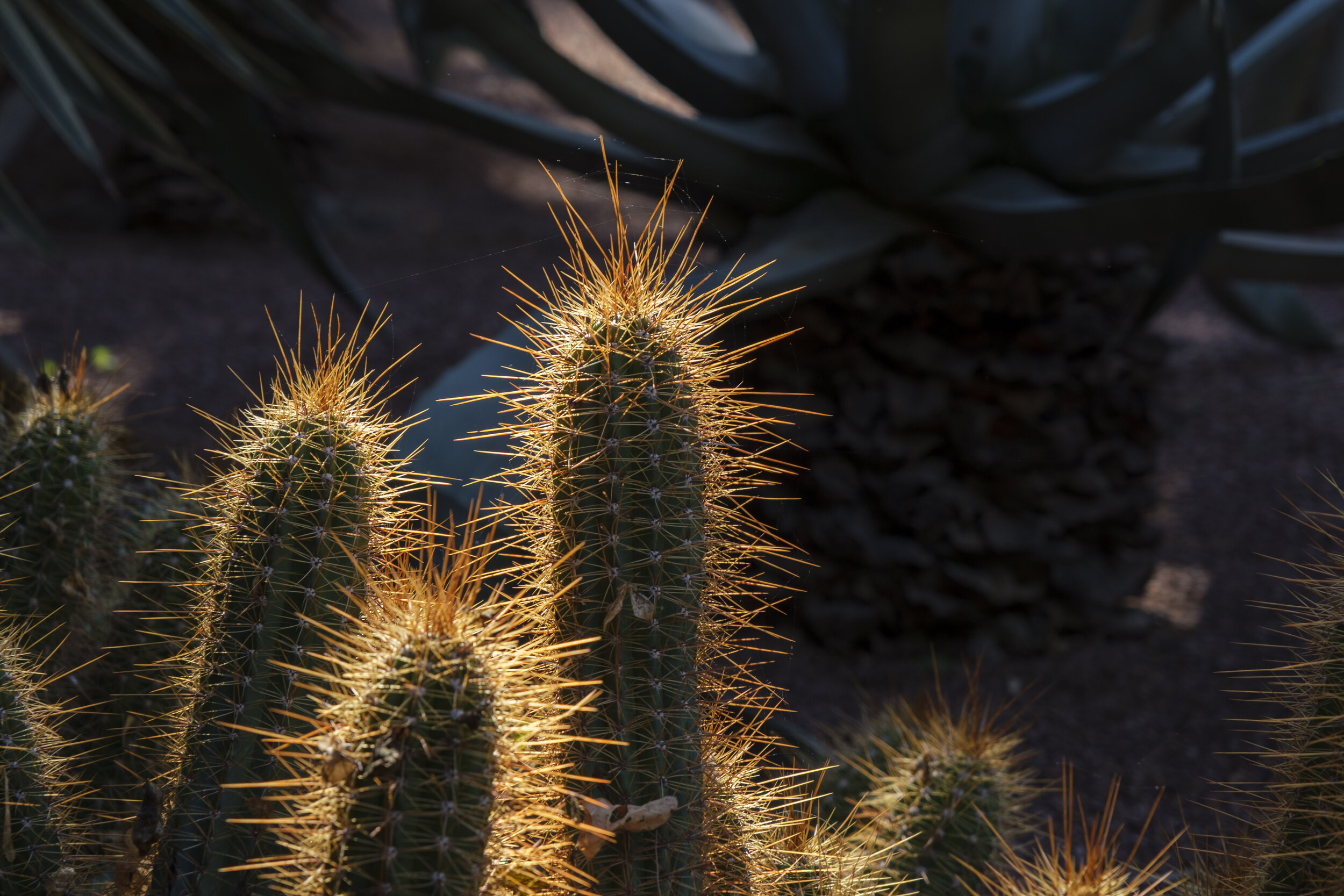  Cactus spines in the light (Photo/Jason Rafal) 