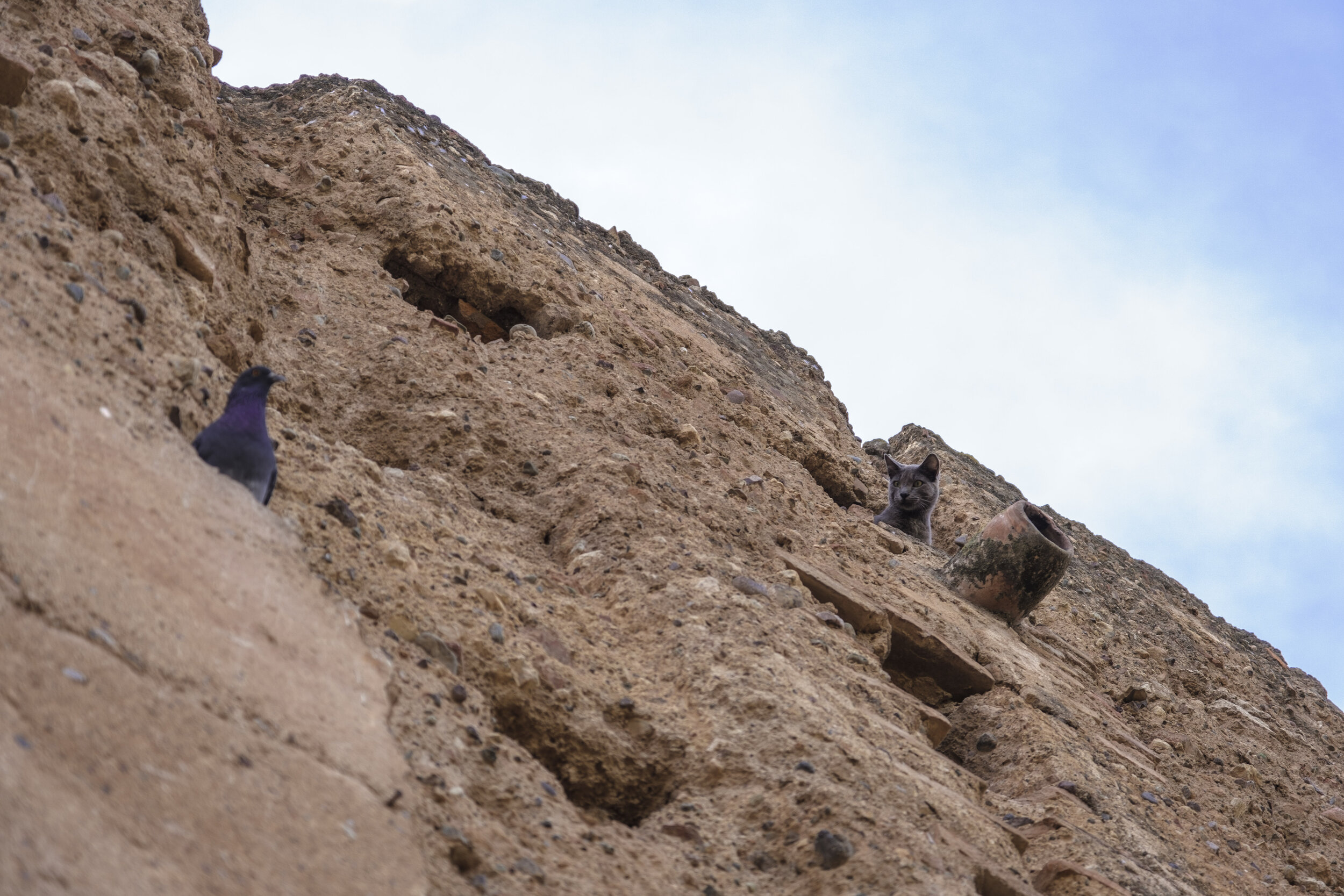  A cat eyes one of the nesting pigeons (Photo/Jason Rafal) 