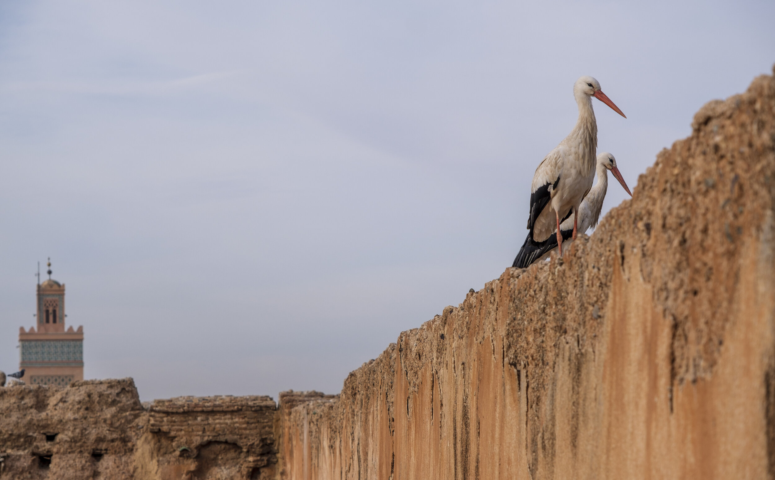  Storks on the wall (Photo/Jason Rafal) 