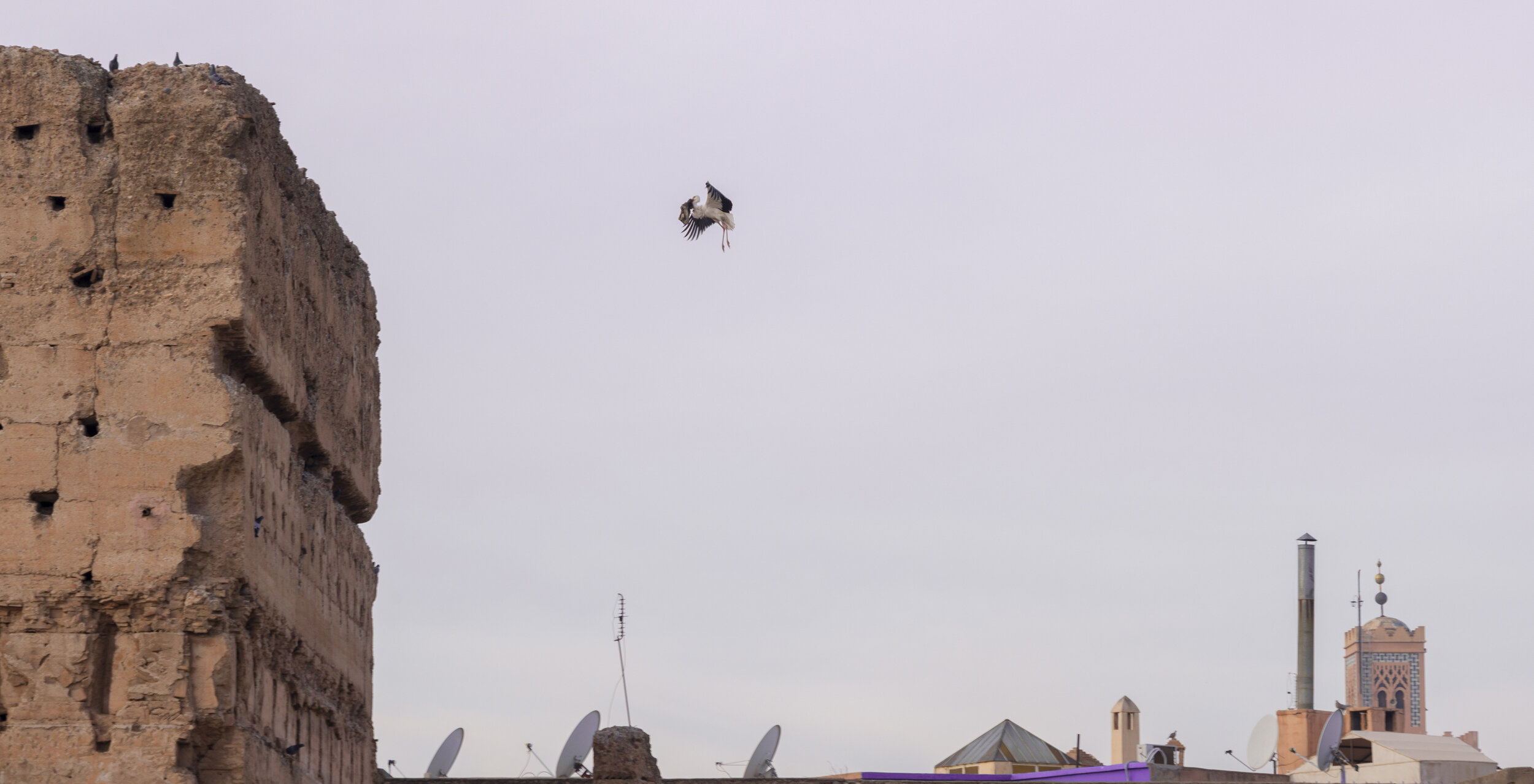  We made a joke that this stork was delivering a baby (Photo/Jason Rafal) 