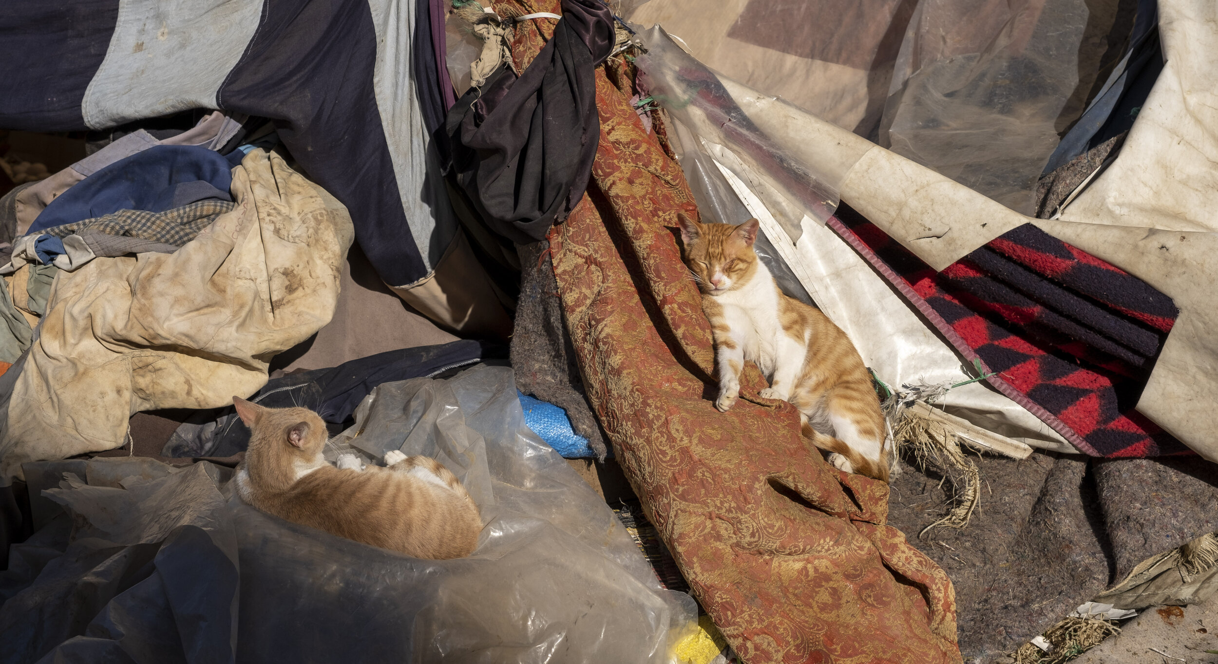  Lounging cats (if you thought the communal cats were unique to Marrakech, you were wrong) (Photo/Jason Rafal) 