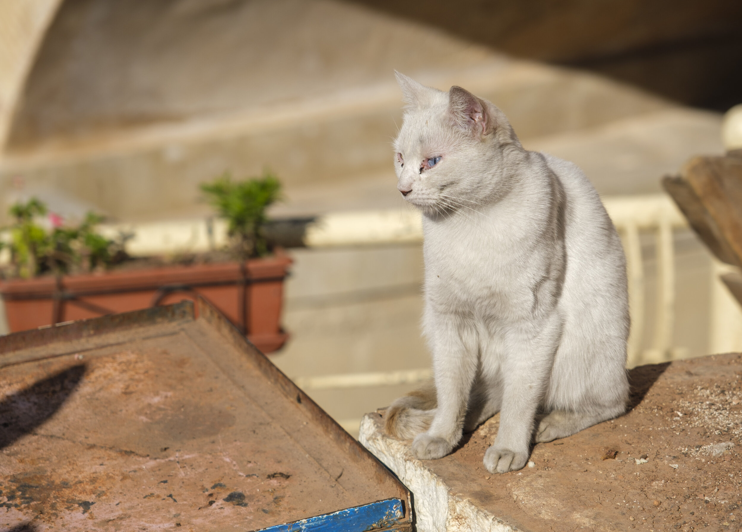  More cats (Photo/Jason Rafal) 