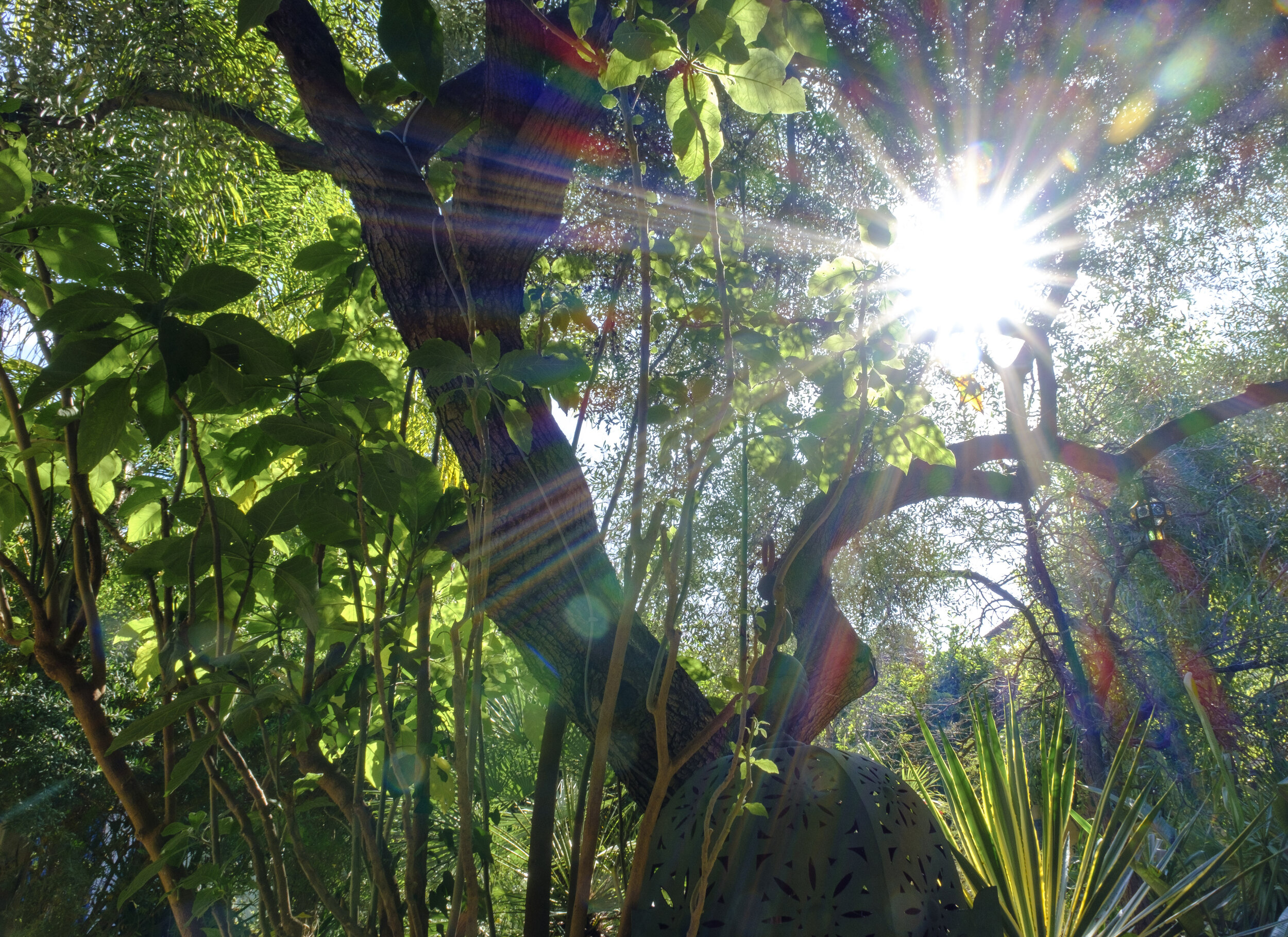  Sunlight through a big tree in the courtyard (have you noticed Jason’s trip-long sunstar obsession?) (Photo/Jason Rafal) 