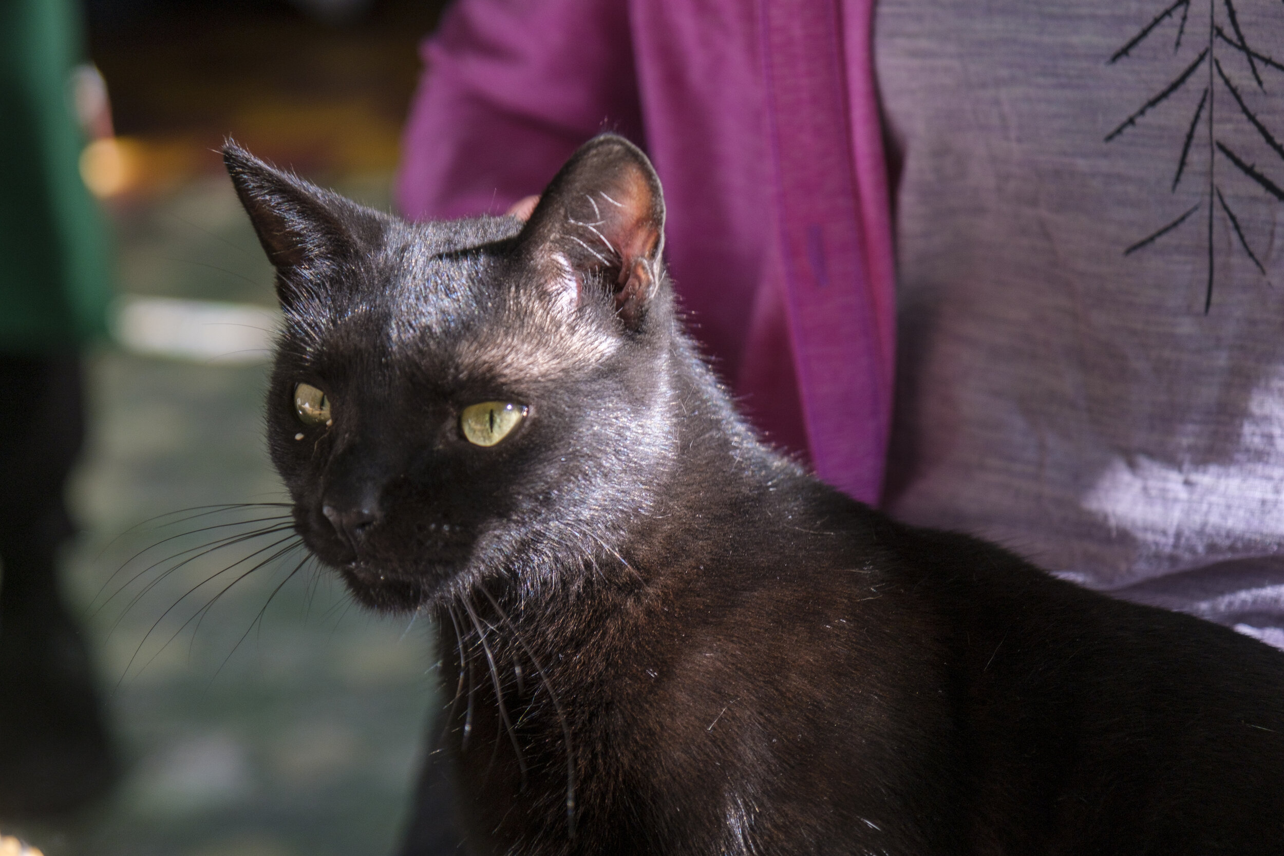  Nicole’s new cat friend (Photo/Jason Rafal) 