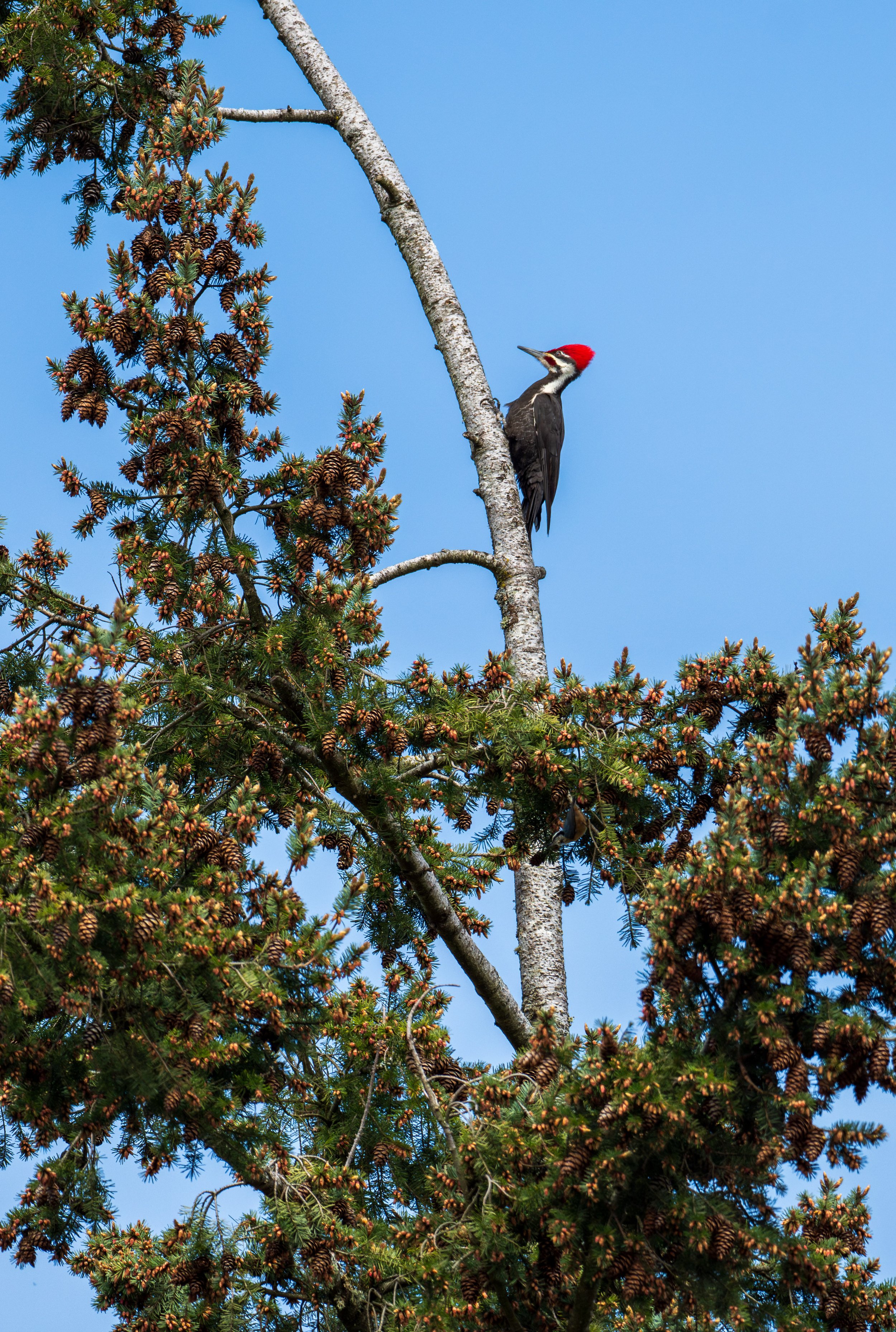  A pileated woodpecker (photo/Jason Rafal) 