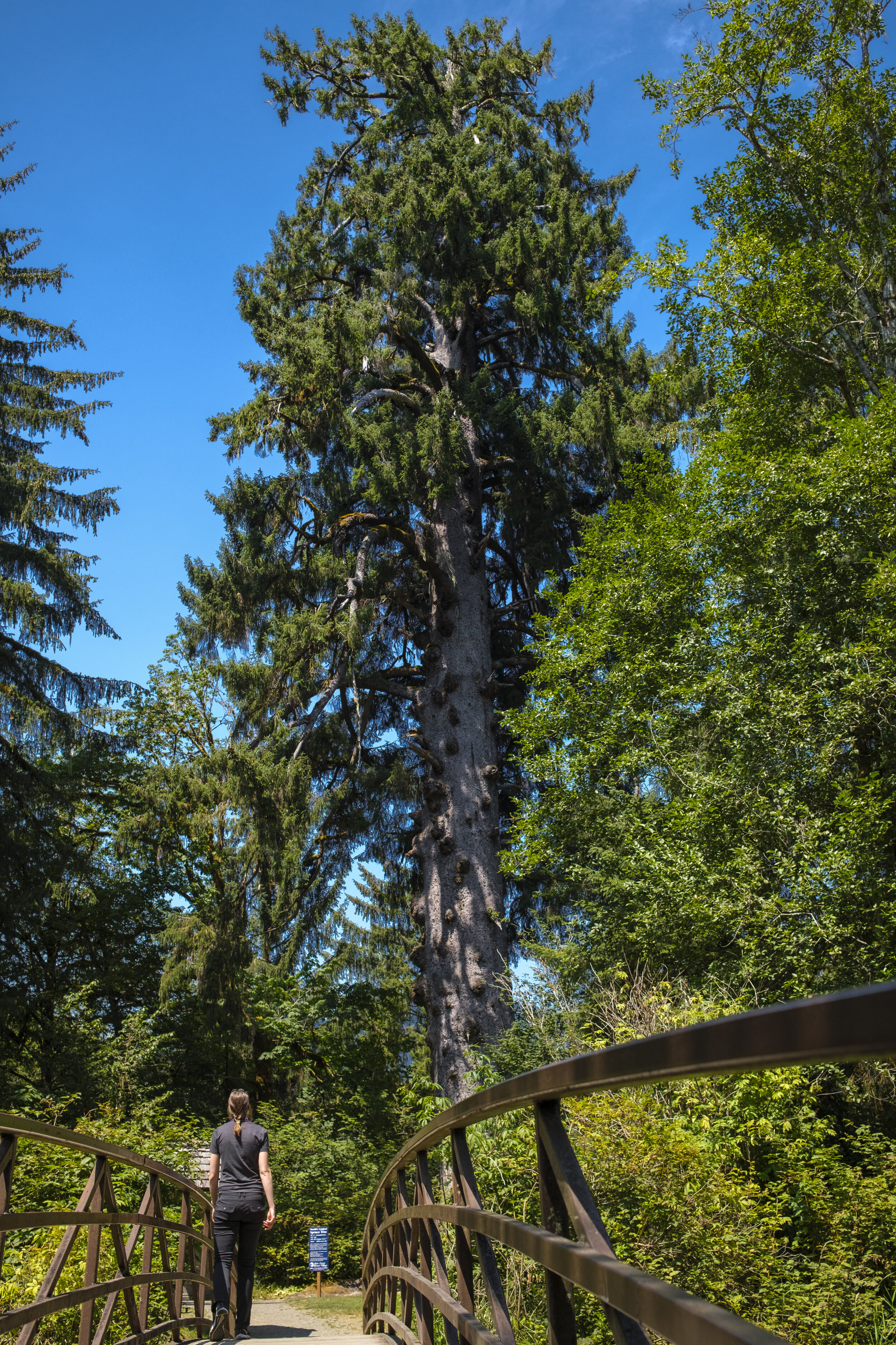  Approaching the largest Sitka spruce tree in the world (photo/Jason Rafal) 