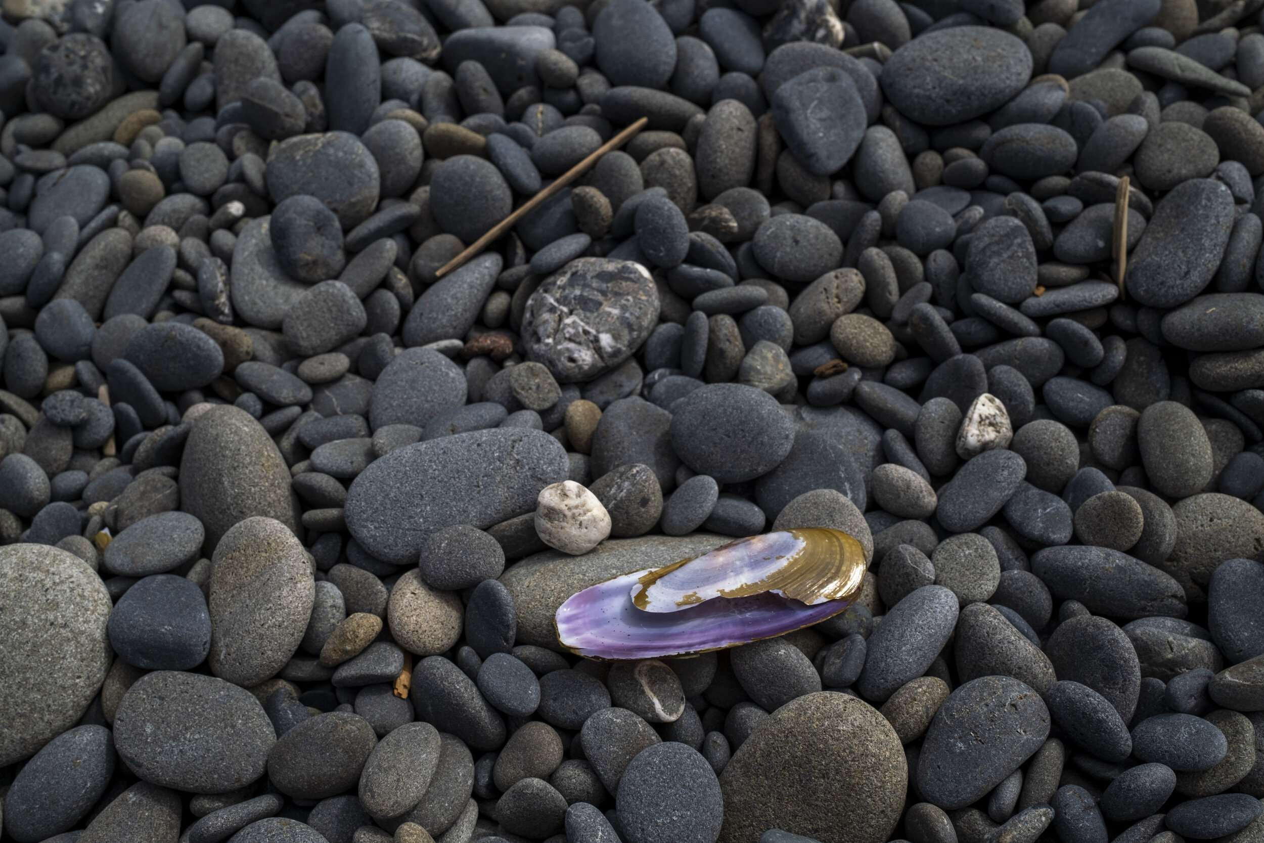  A shiny shell among the rocks (photo/Jason Rafal) 
