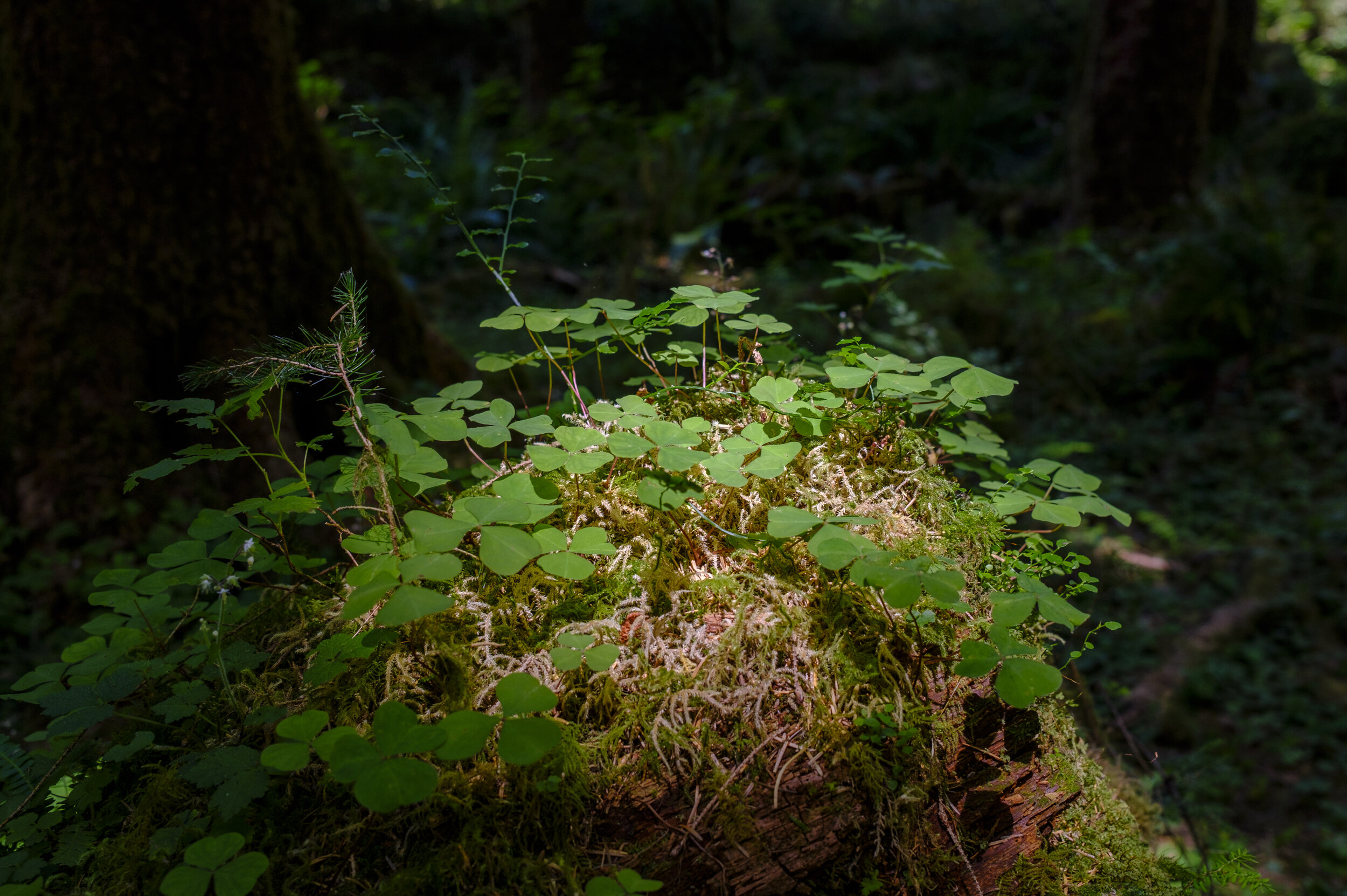  So many shades of green (photo/Jason Rafal) 