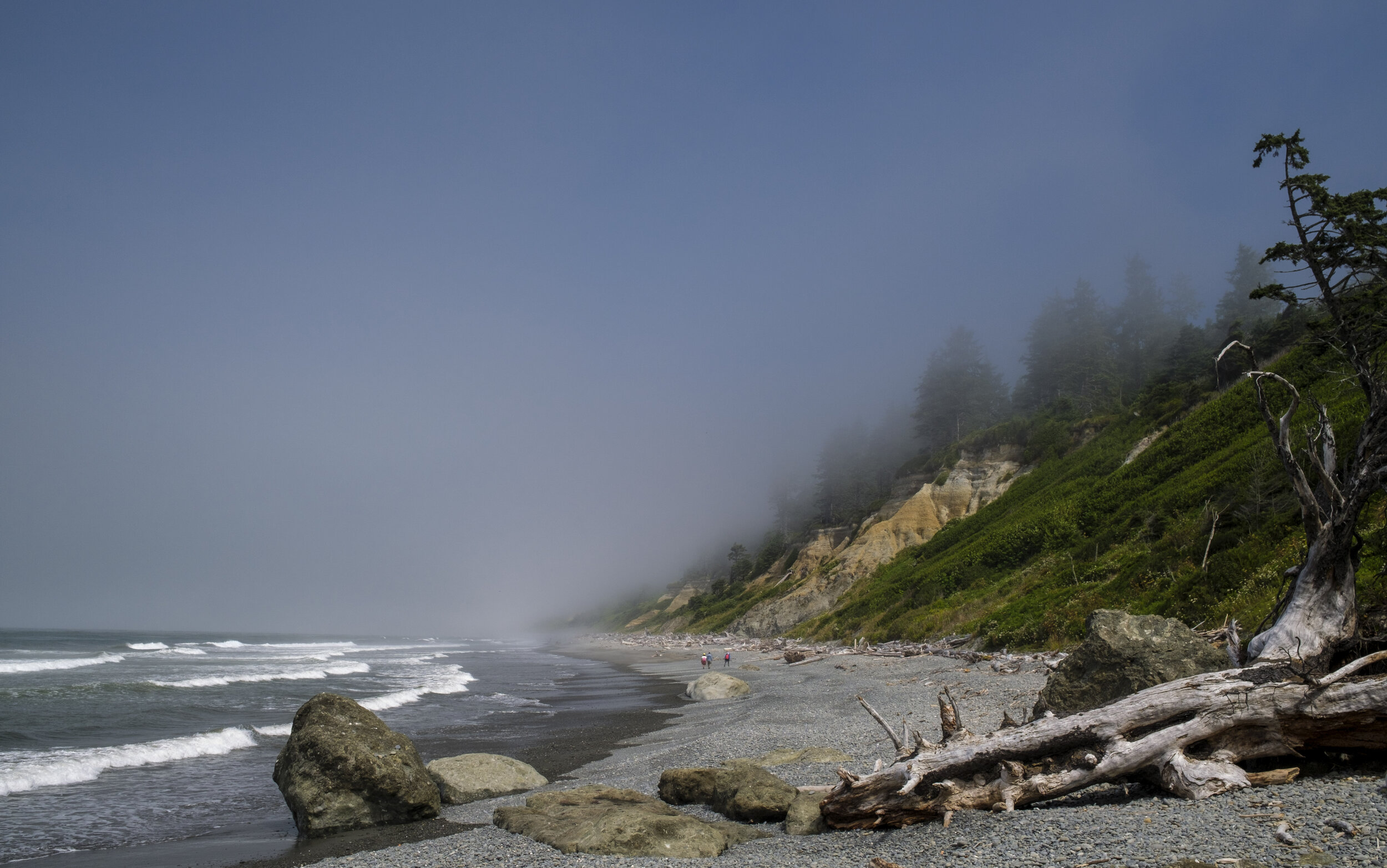  Windswept trees through the mist (photo/Jason Rafal) 