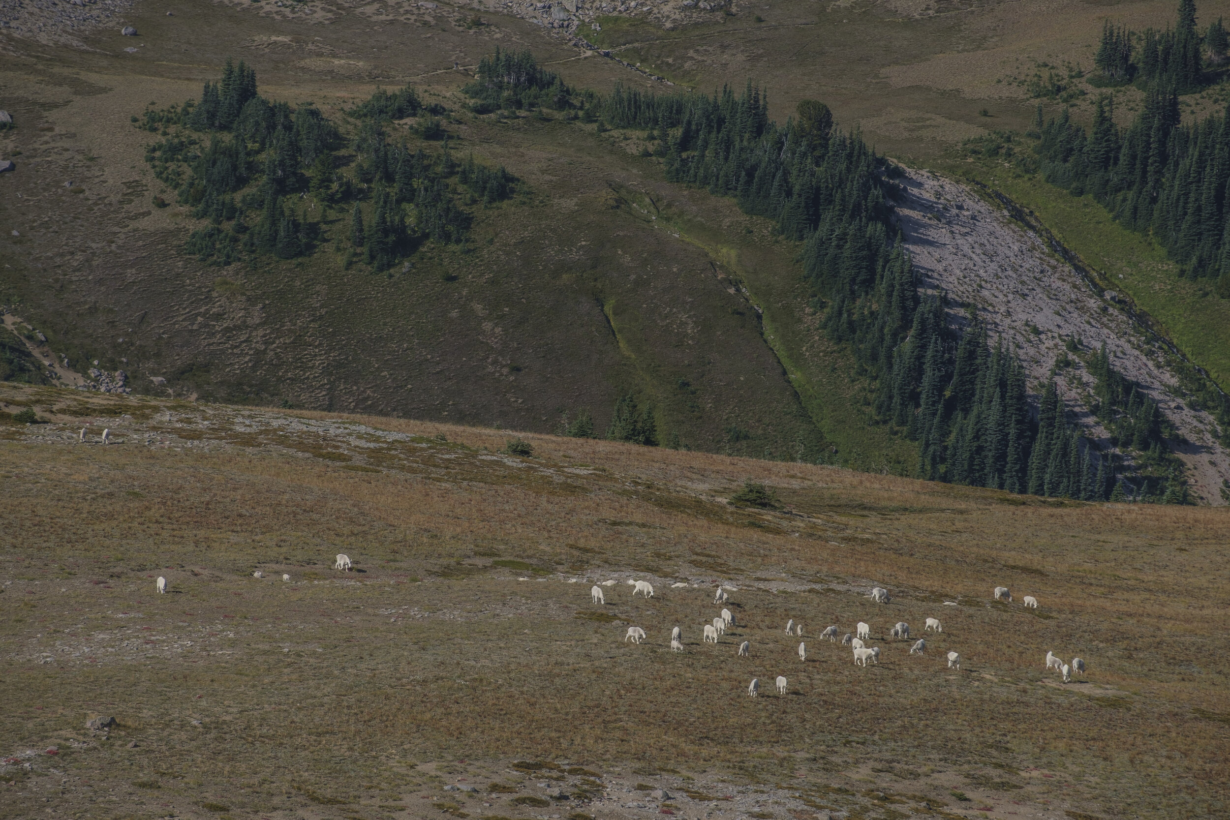  A herd of mountain goats (photo/Jason Rafal) 