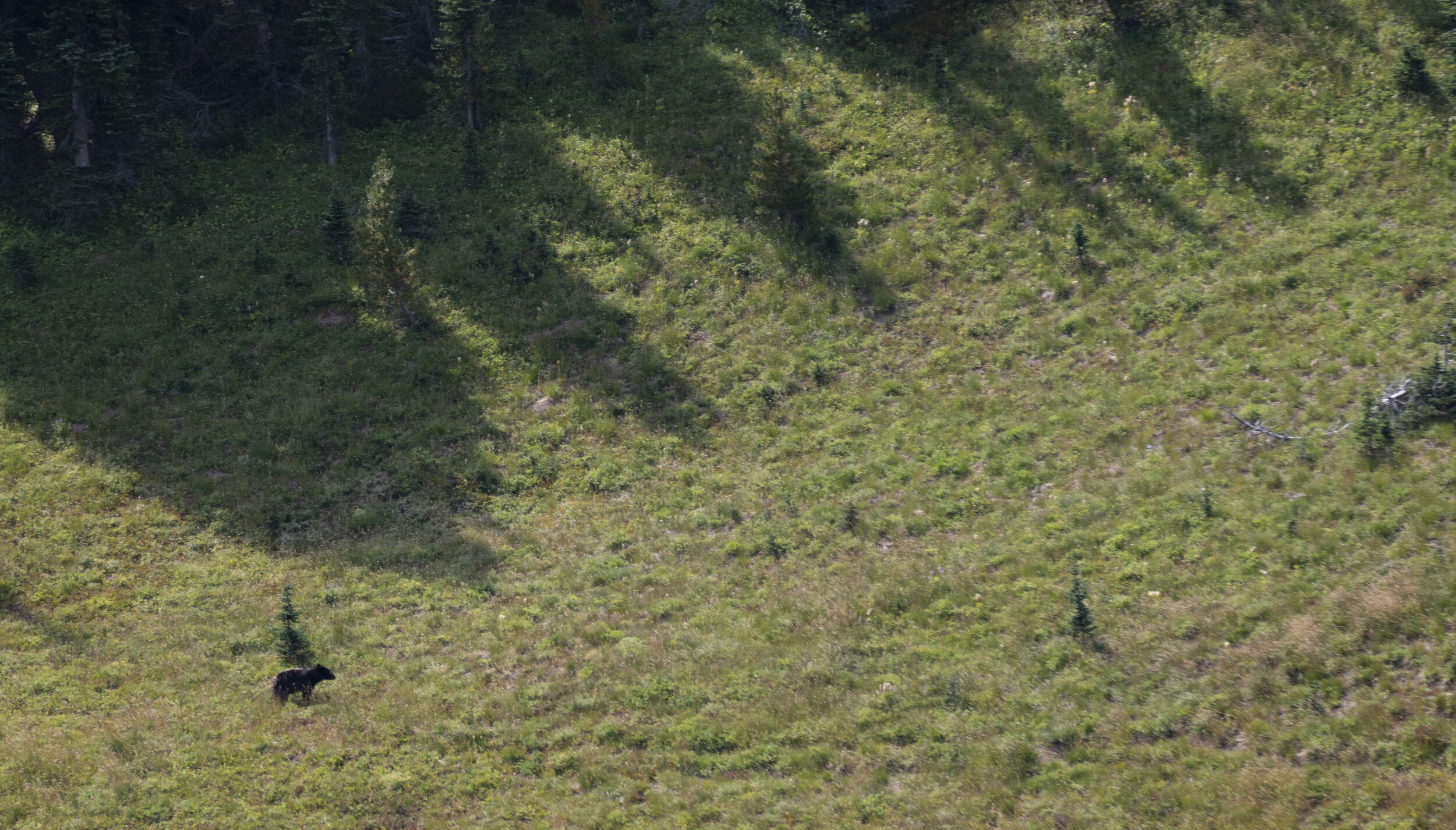  If you squint, you can see a bear in the field (photo/Jason Rafal) 