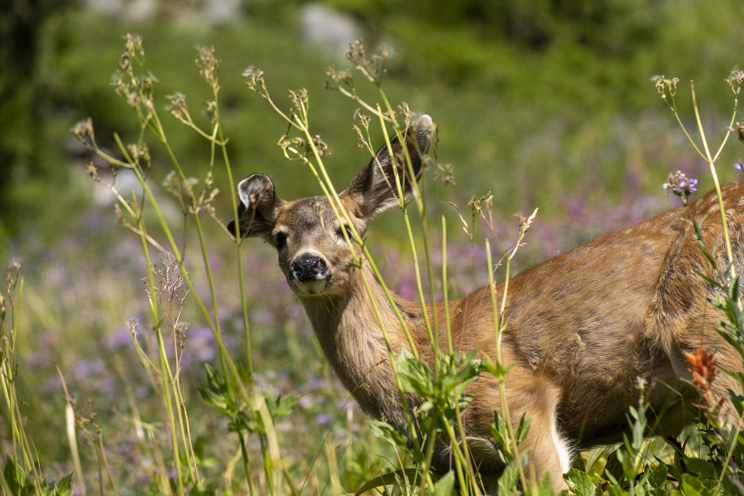  A very curious fawn (photo/Jason Rafal) 