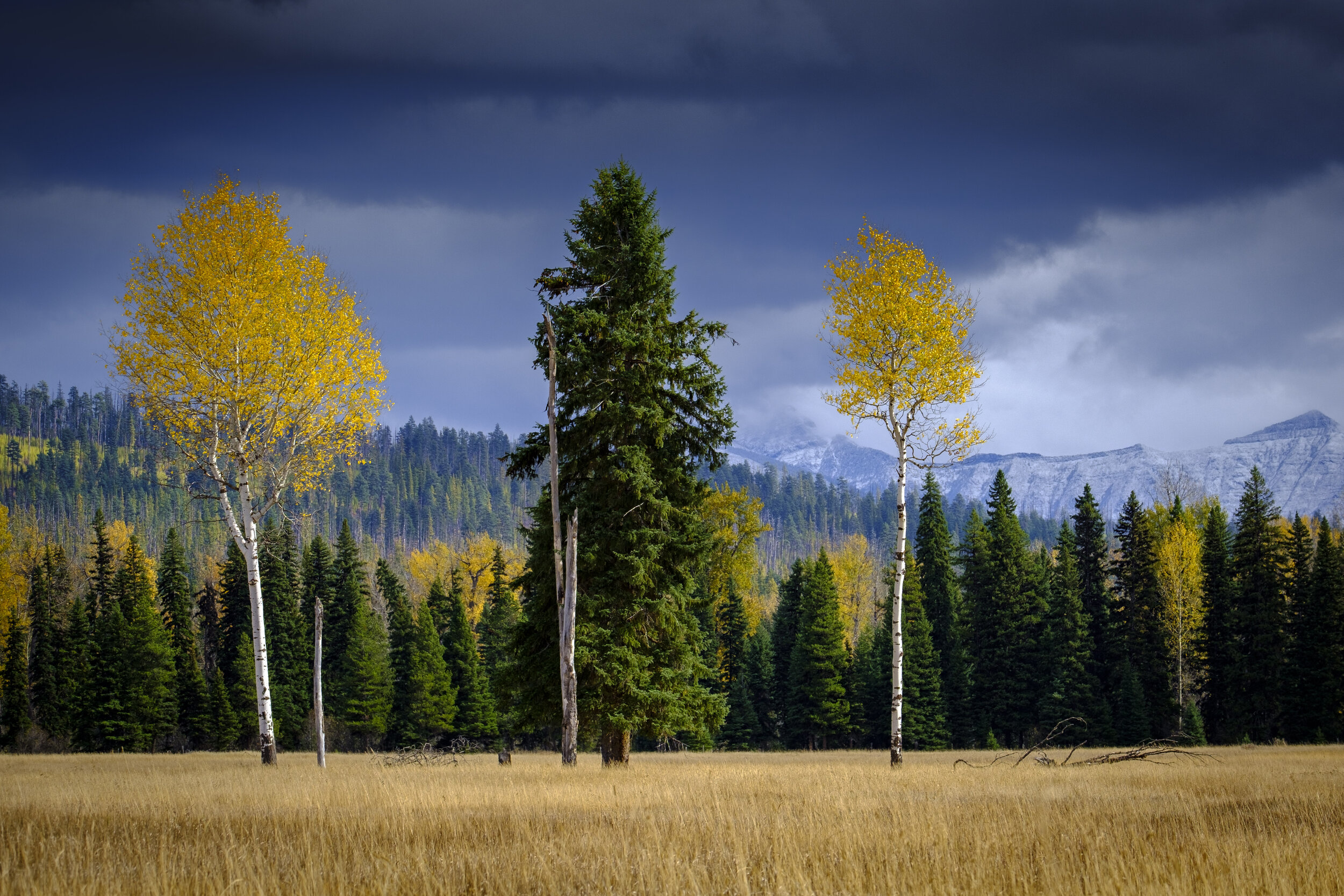 Contrasting trees and dramatic clouds (photo/Jason Rafal)