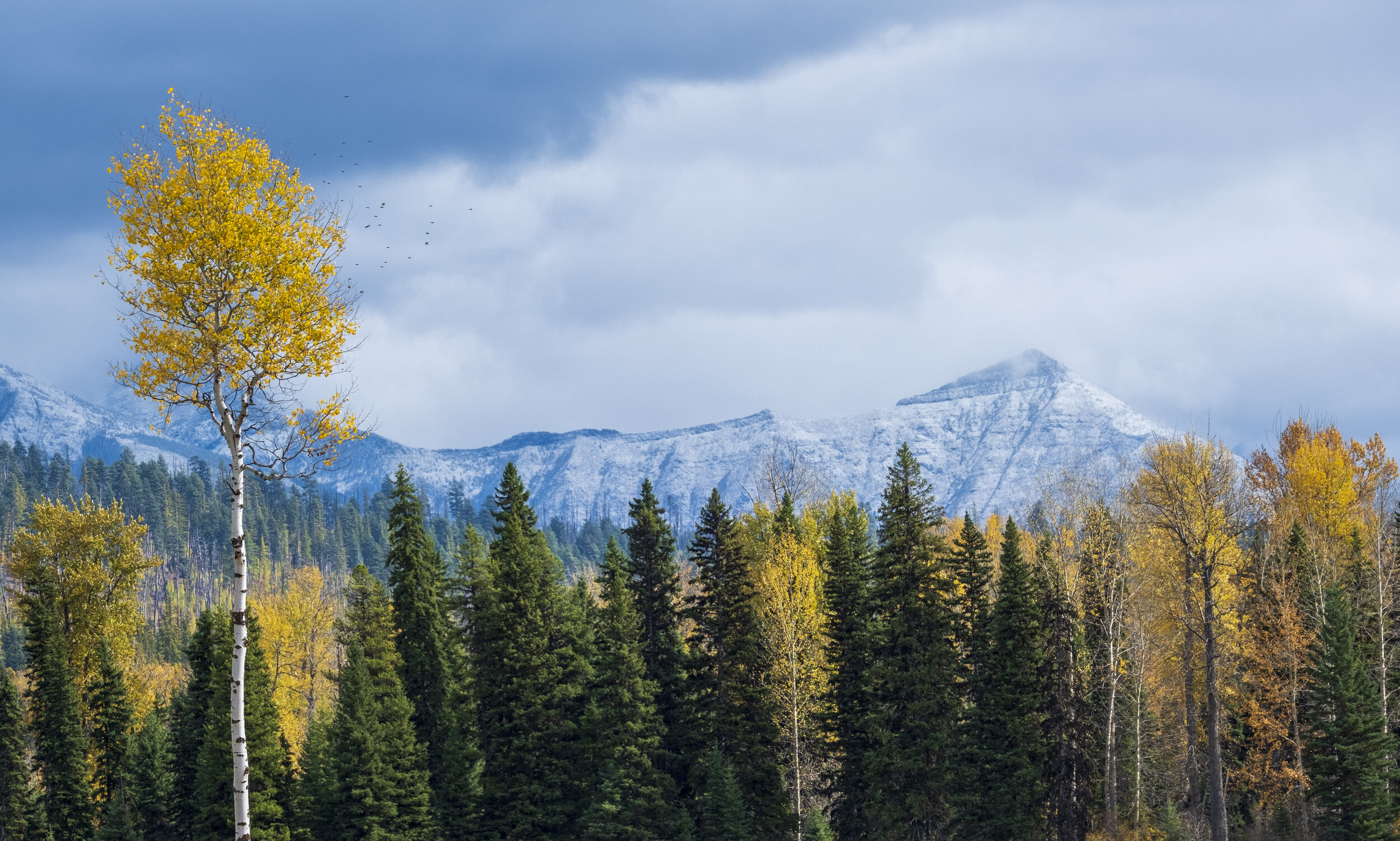 Birds flying away from a colorful aspen tree (photo/Jason Rafal)